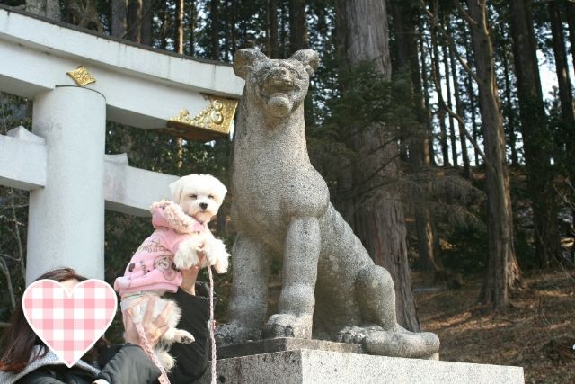 マルクラからの帰路 その2 秩父 三峯神社 元保護犬 マルチーズとトイプードルの記録