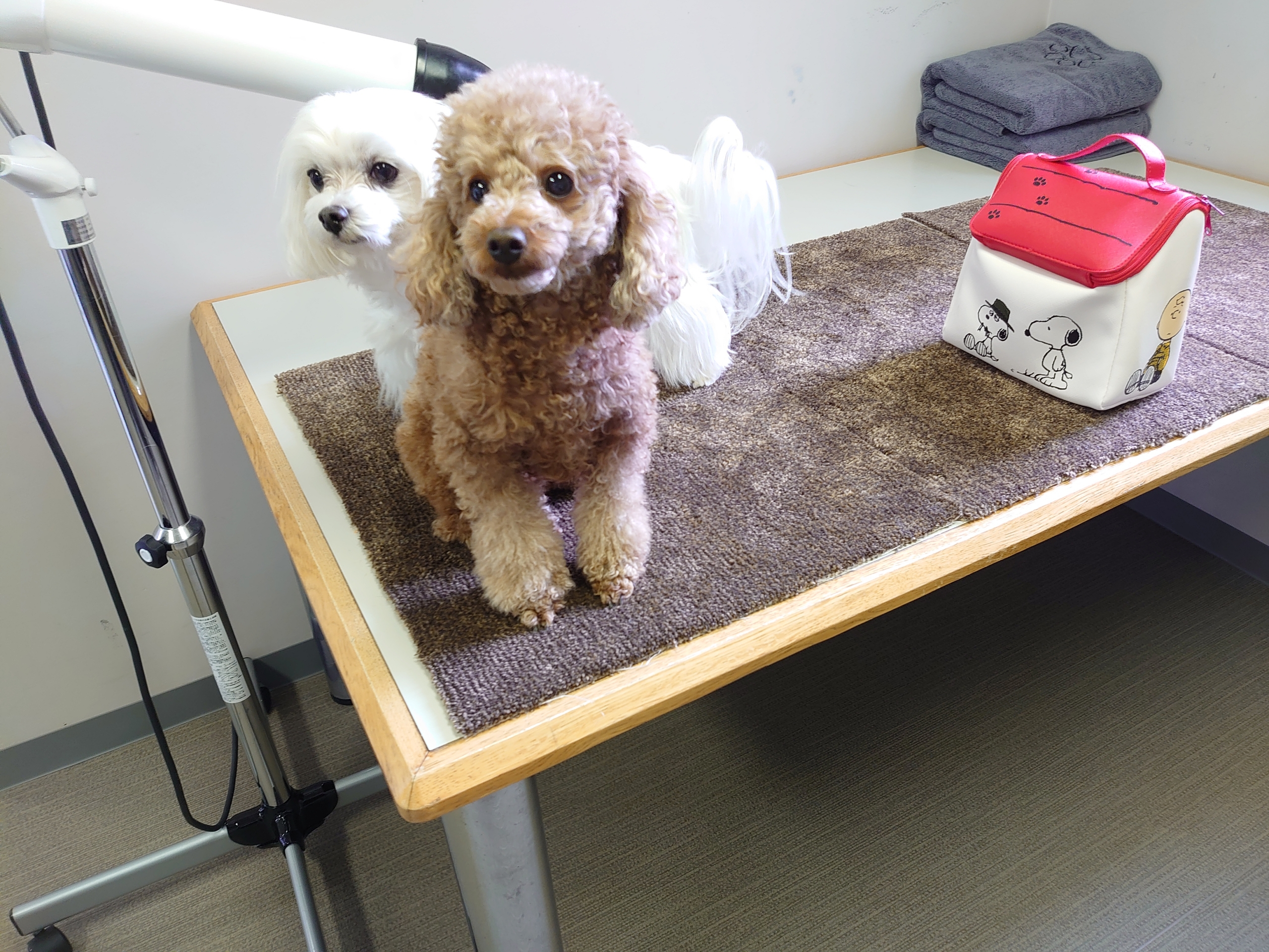 セルフシャンプーしてみました 元保護犬 マルチーズとトイプードルの記録 セルフシャンプーしてみました 元保護犬 マルチーズとトイプードルの記録