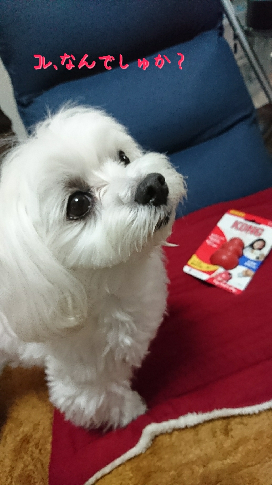 まるちゃんのコング 元保護犬 マルチーズとトイプードルの記録
