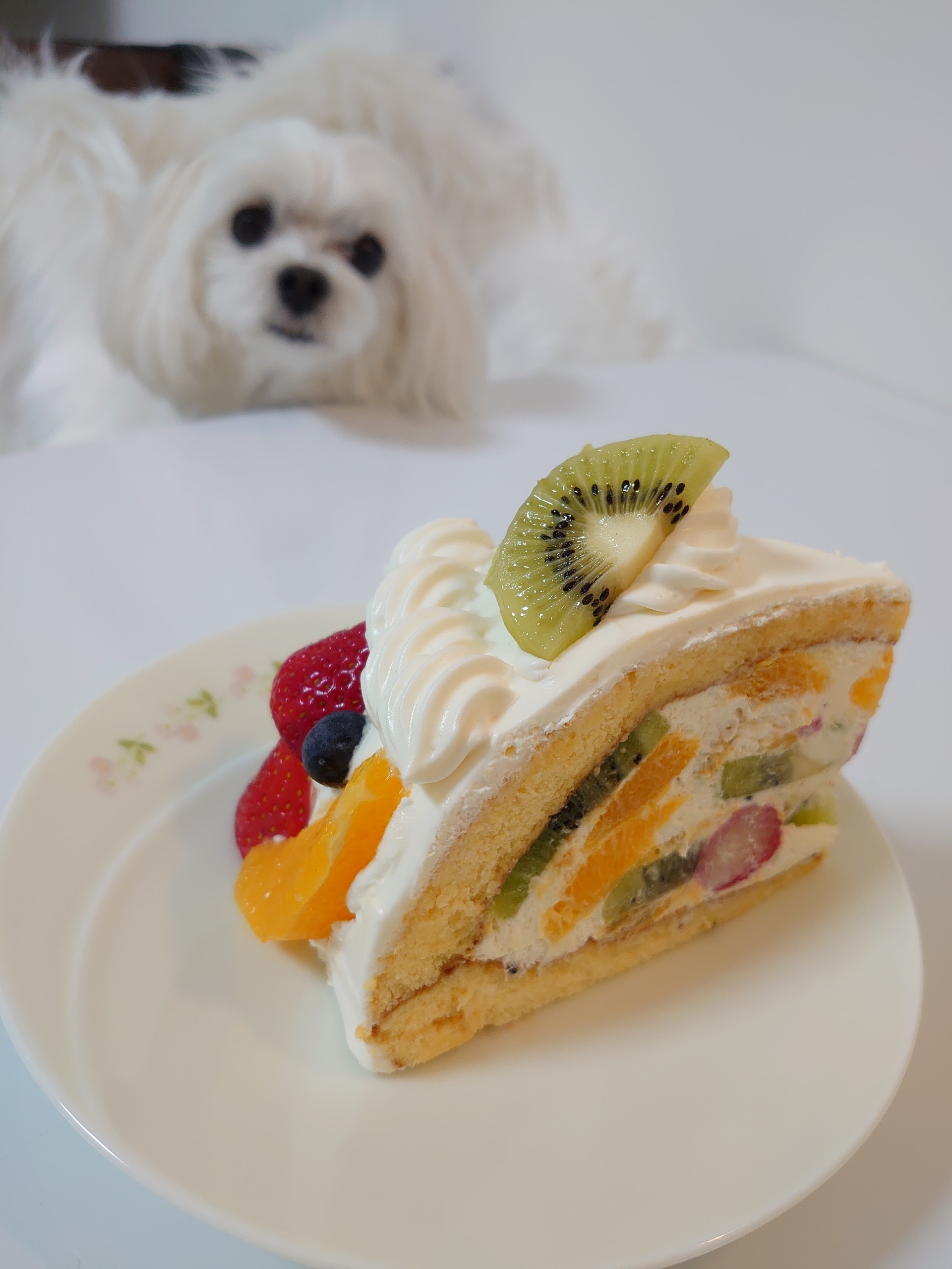 萌え断ケーキ 元保護犬 マルチーズとトイプードルの記録