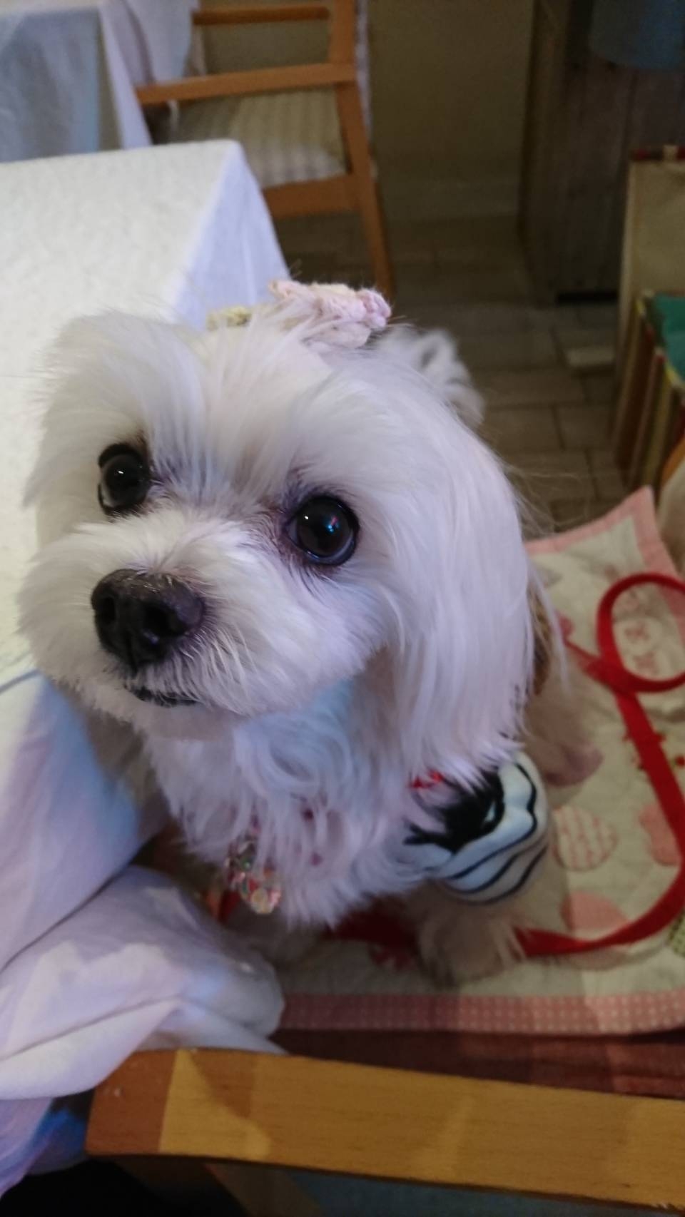 まるちゃん 初のトップノット 元保護犬 マルチーズとトイプードルの記録 まるちゃん 初のトップノット 元保護犬 マルチーズとトイプードルの記録
