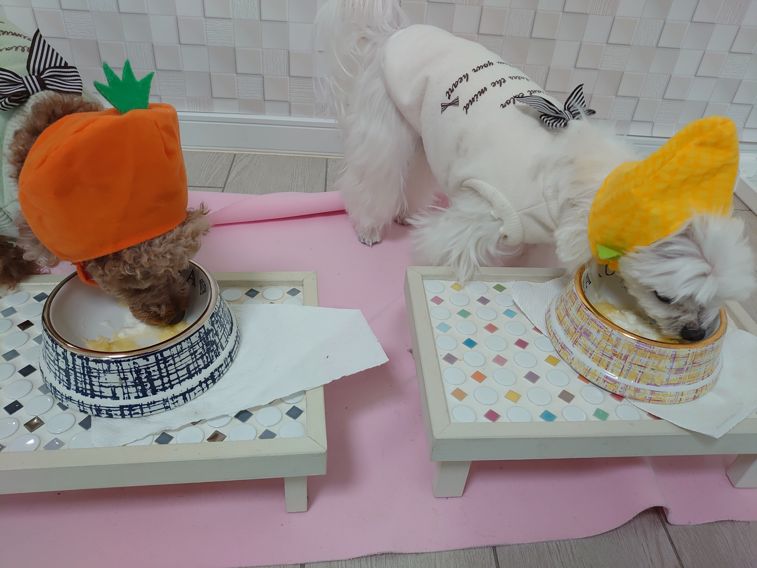 濡れた犬の匂い 元保護犬 マルチーズとトイプードルの記録