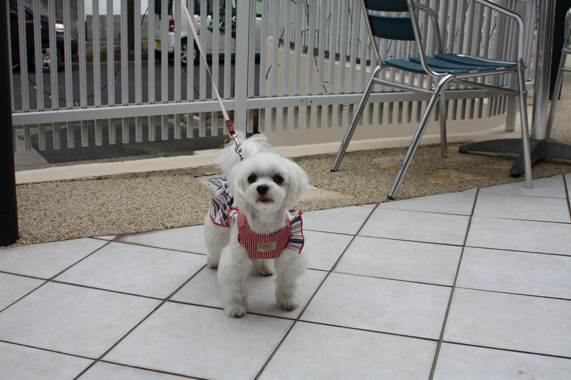 まるちゃんと名古屋 わんだらけ その3 ワンツースキップ 元保護犬 マルチーズとトイプードルの記録