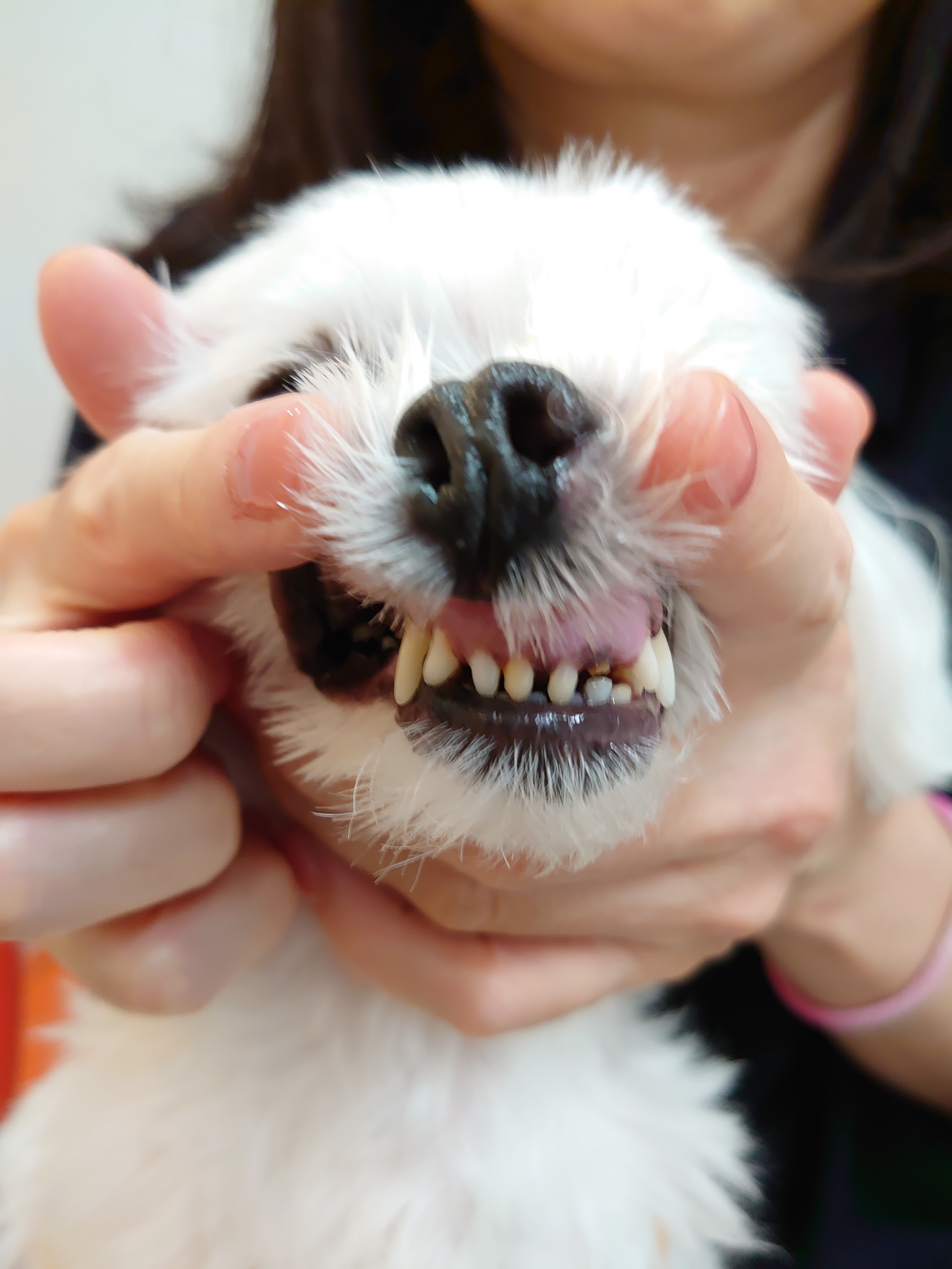 まるりさ 歯茎のチェック 口腔ケア 元保護犬 マルチーズとトイプードルの記録