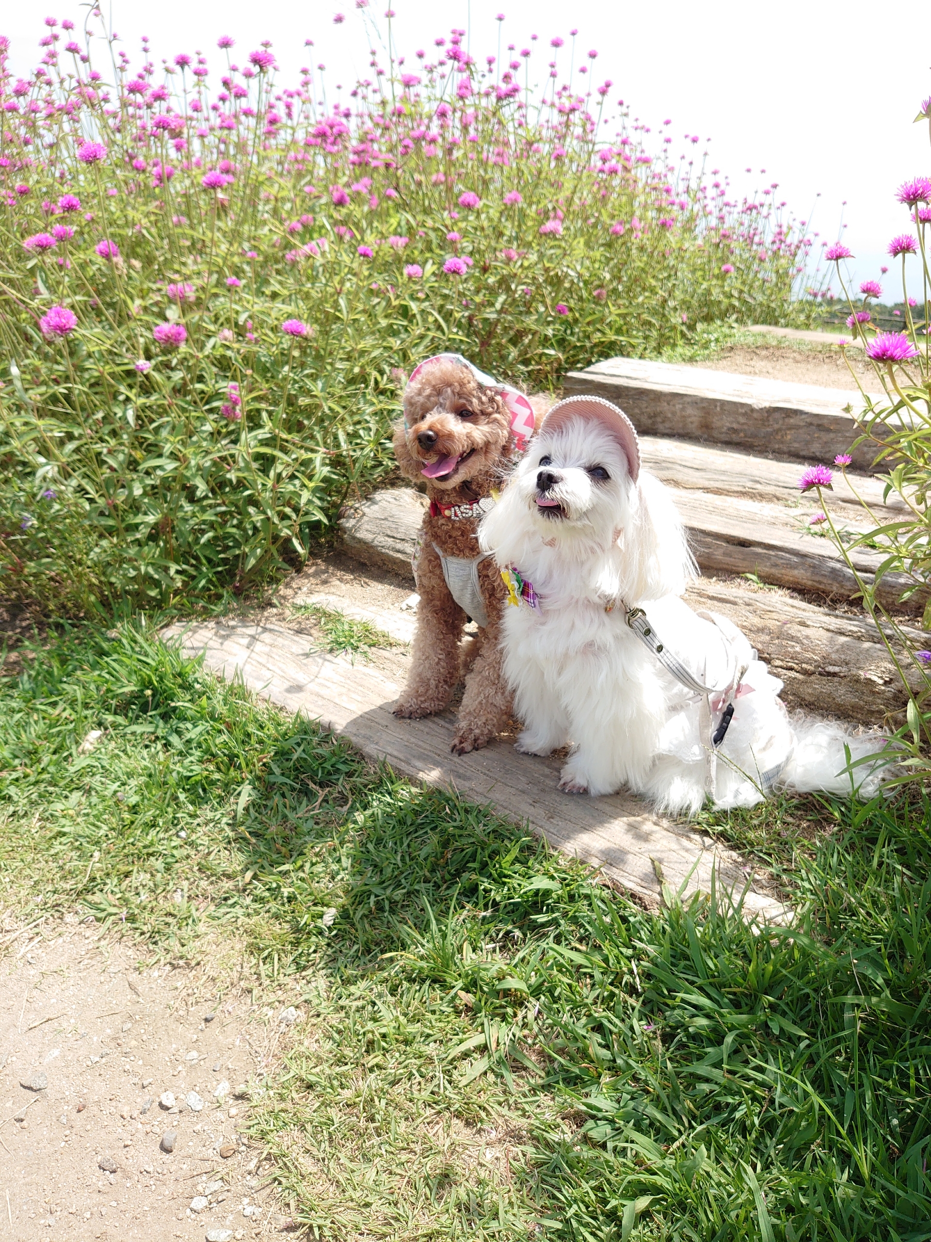 淡路島へ行きました 元保護犬 マルチーズとトイプードルの記録 淡路島へ行きました 元保護犬 マルチーズとトイプードルの記録