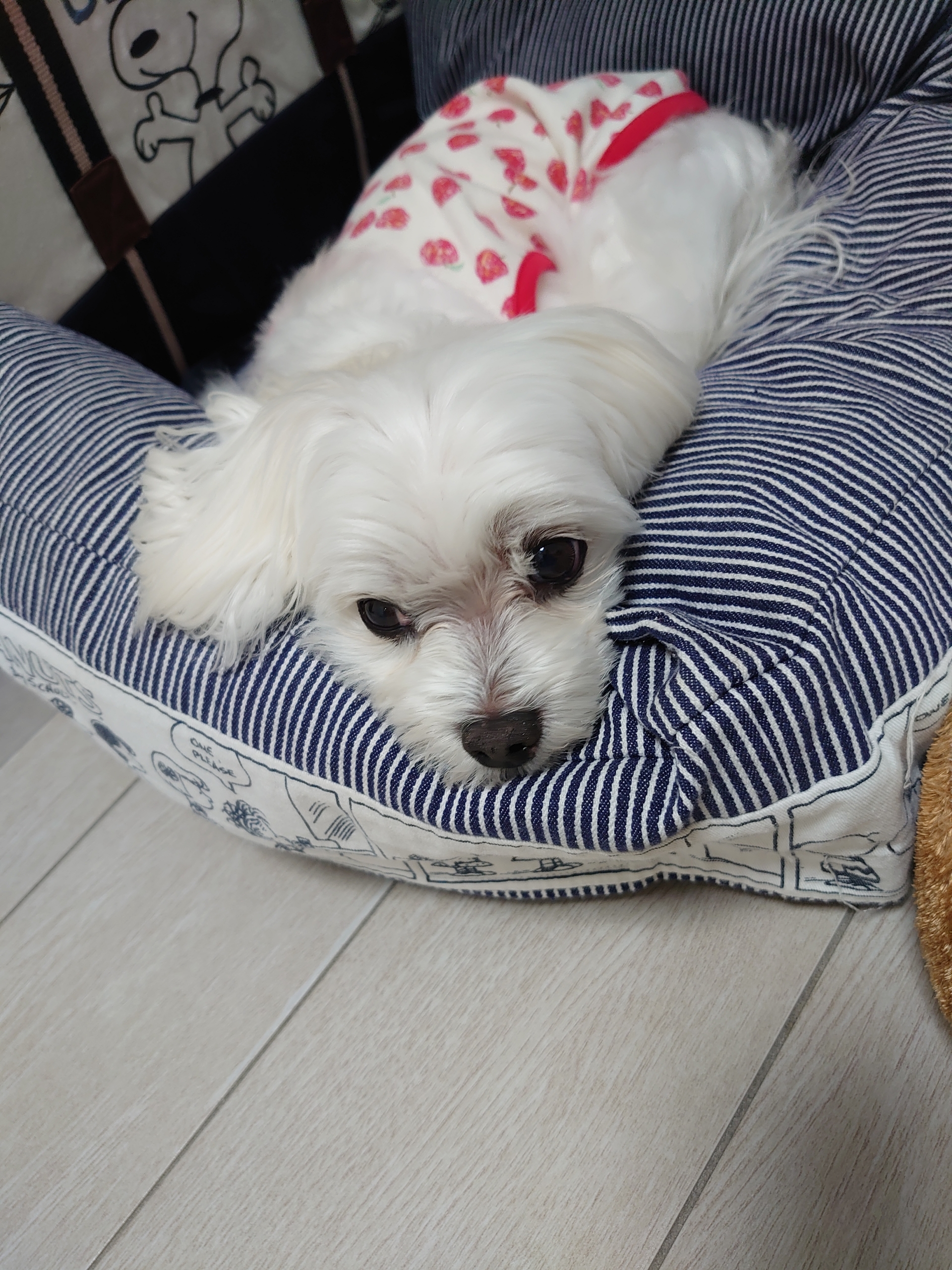 おもちゃが取れない 元保護犬 マルチーズとトイプードルの記録