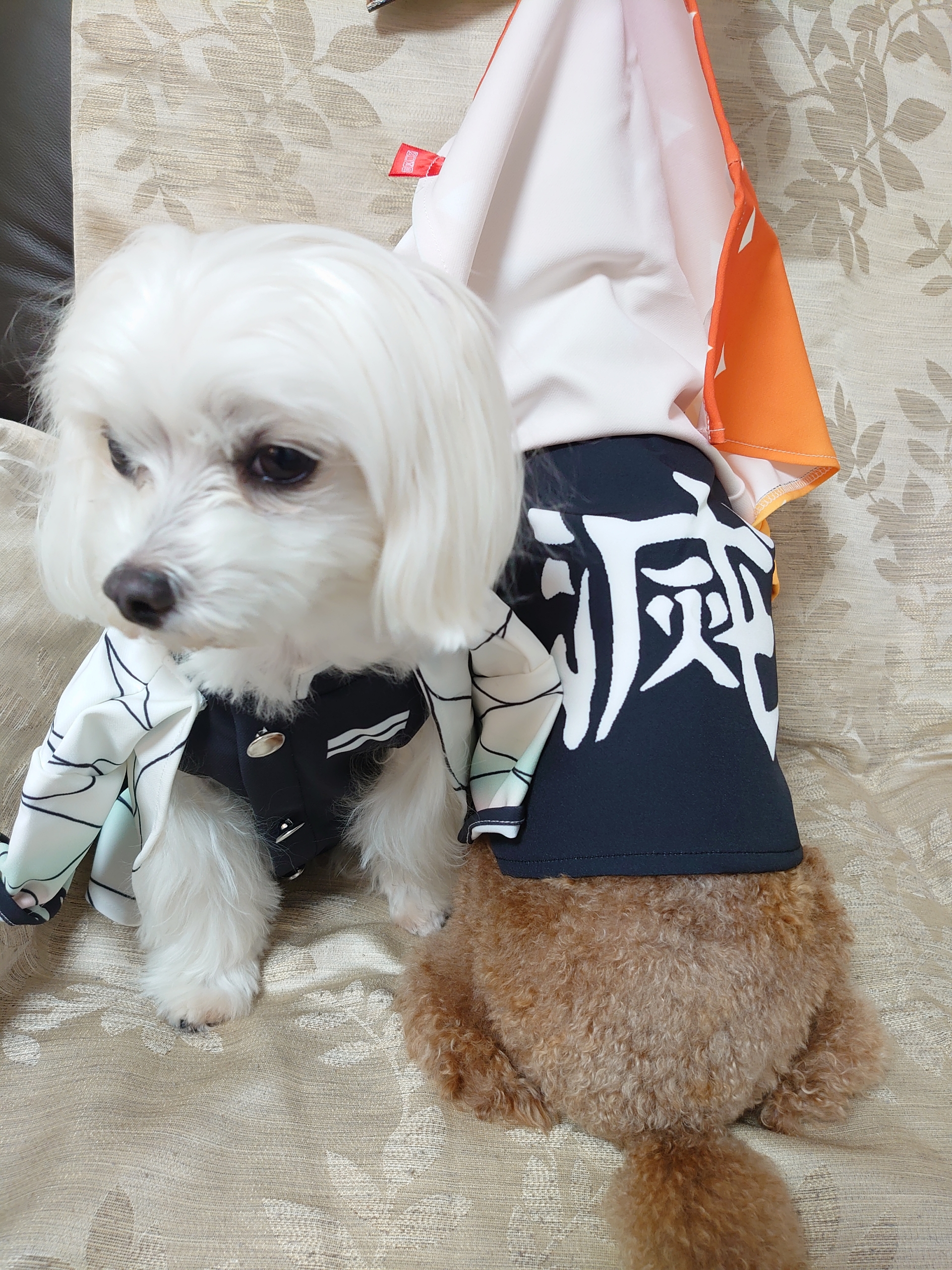 元保護犬 マルチーズとトイプードルの記録 犬服 元保護犬 マルチーズとトイプードルの記録 犬服