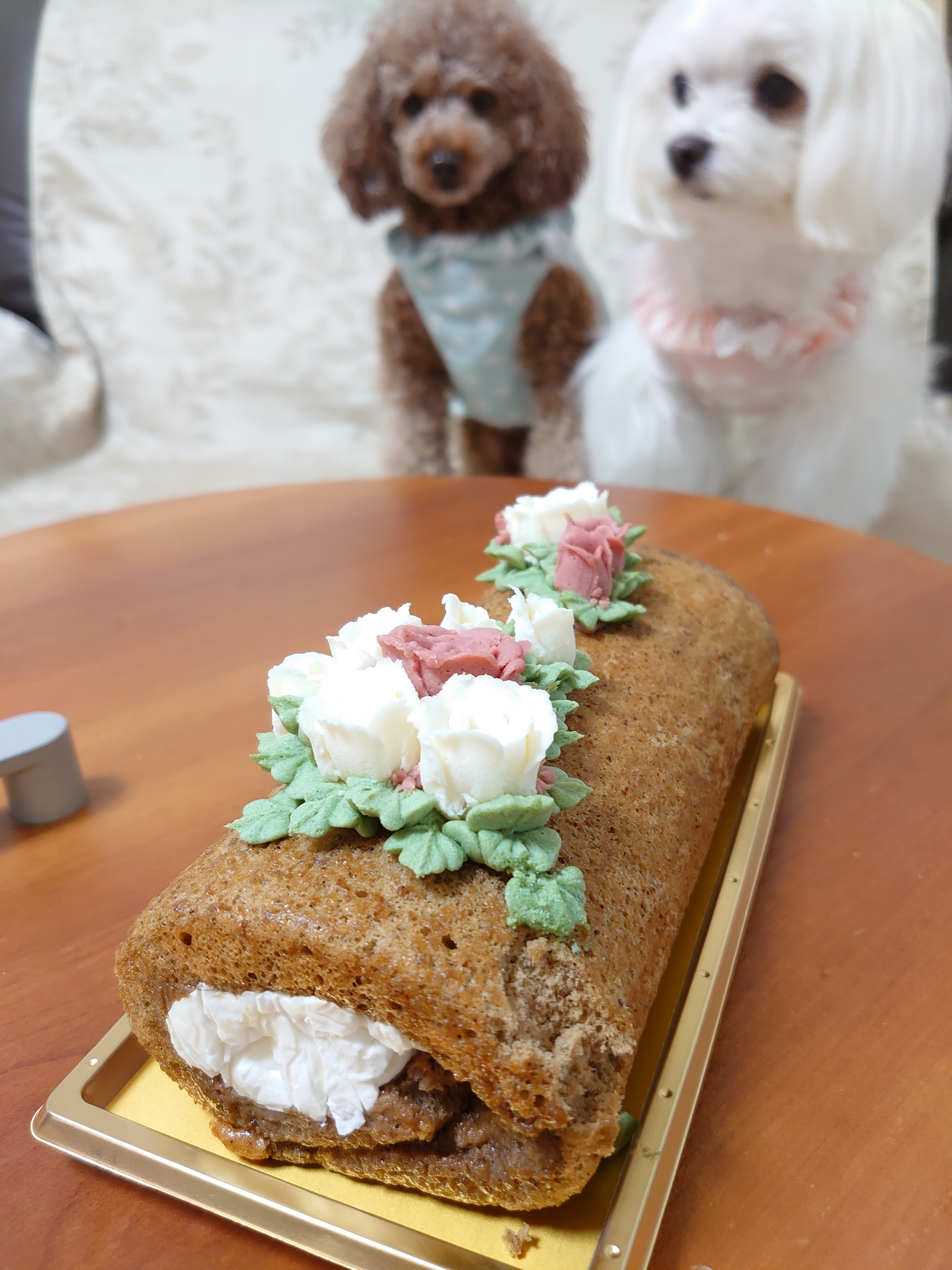 お誕生日ケーキ 元保護犬 マルチーズとトイプードルの記録 お誕生日ケーキ 元保護犬 マルチーズとトイプードルの記録