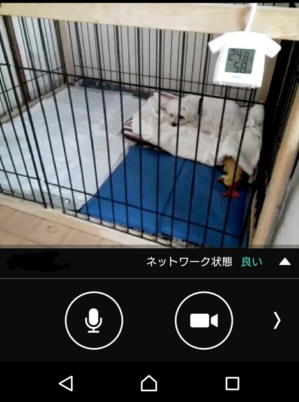 規則正しいまるちゃん 元保護犬 マルチーズとトイプードルの記録 規則正しいまるちゃん 元保護犬 マルチーズとトイプードルの記録