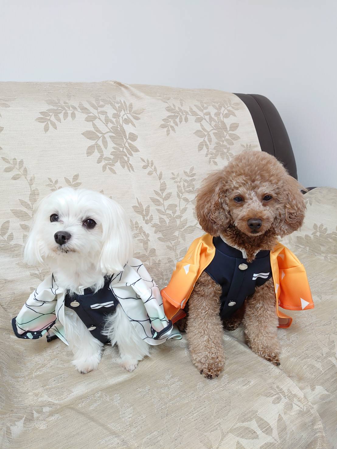 元保護犬 マルチーズとトイプードルの記録 犬服 元保護犬 マルチーズとトイプードルの記録 犬服