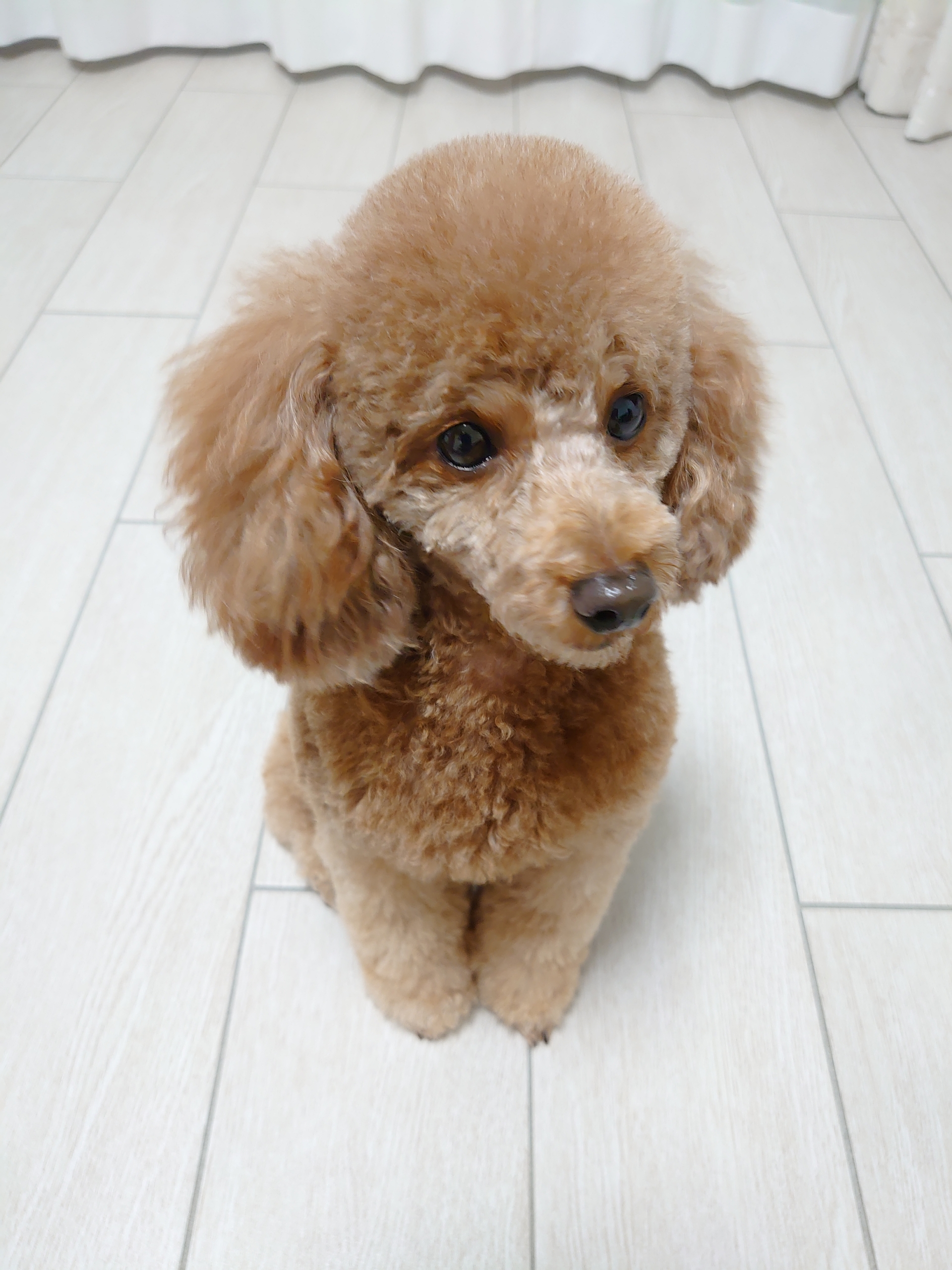 りさちゃんのトリミング 元保護犬 マルチーズとトイプードルの記録