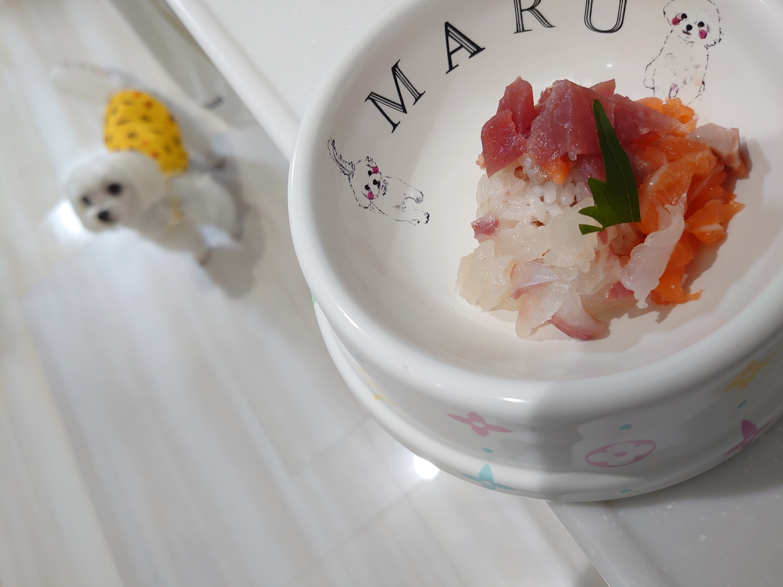 海鮮丼 元保護犬 マルチーズとトイプードルの記録 海鮮丼 元保護犬 マルチーズとトイプードルの記録