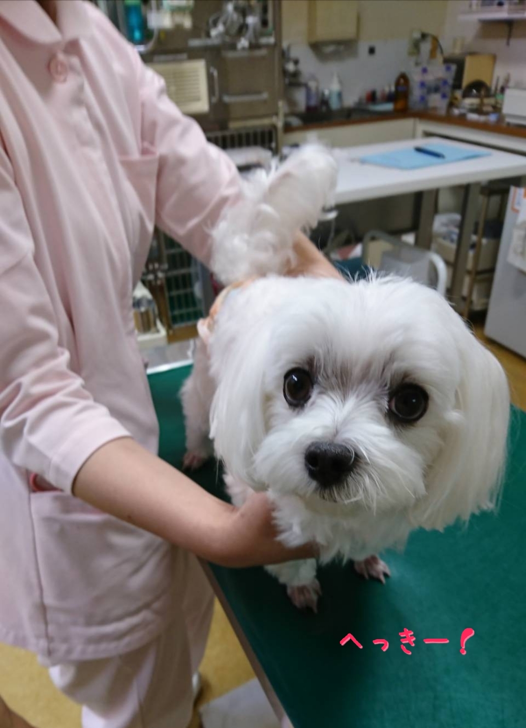 まるちゃんのアレルギー検査 元保護犬 マルチーズとトイプードルの記録