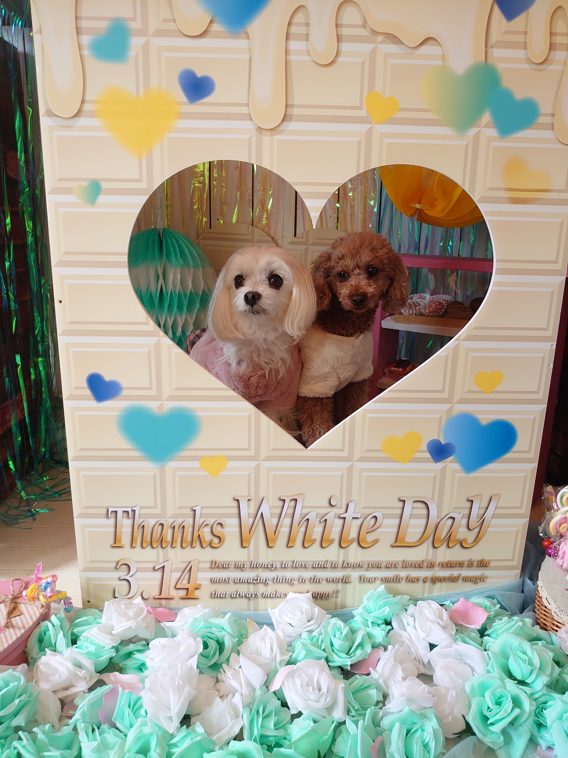 元保護犬 マルチーズとトイプードルの記録 まるちゃんの記録 元保護犬 マルチーズとトイプードルの記録 まるちゃんの記録