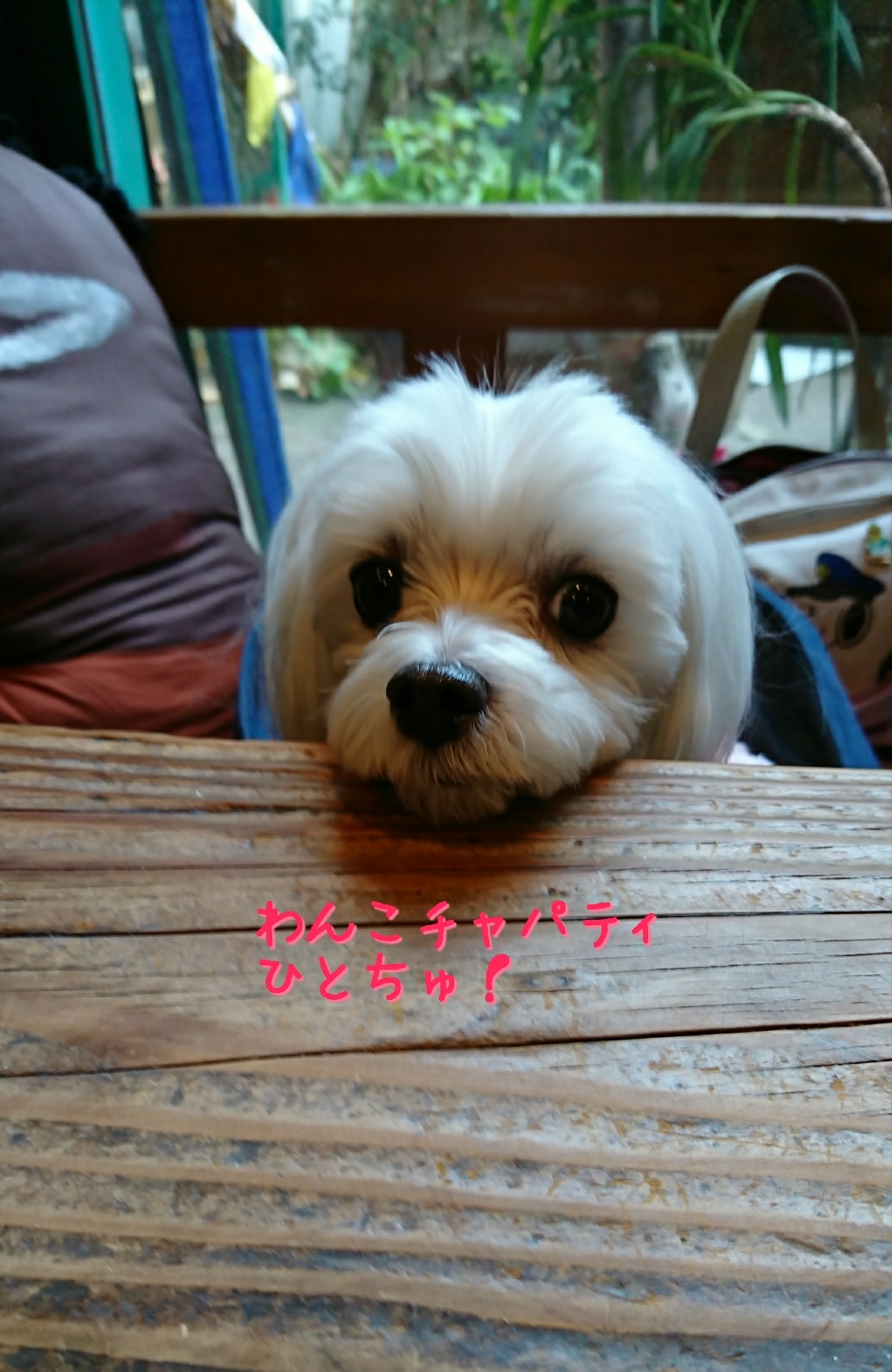 まるちゃんとインド料理 中津 カンテ グランデ 元保護犬 マルチーズとトイプードルの記録 まるちゃんとインド料理 中津 カンテ グランデ 元保護犬 マルチーズとトイプードルの記録