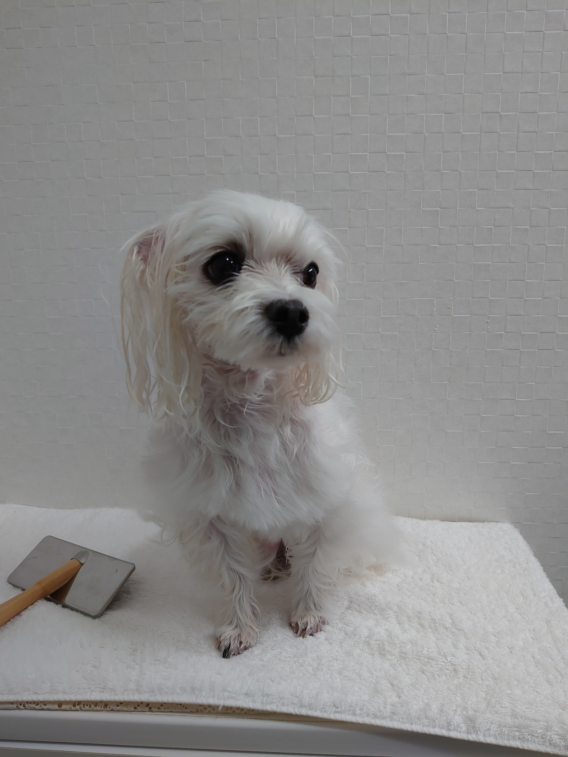おうちでシャンプー 元保護犬 マルチーズとトイプードルの記録 おうちでシャンプー 元保護犬 マルチーズとトイプードルの記録
