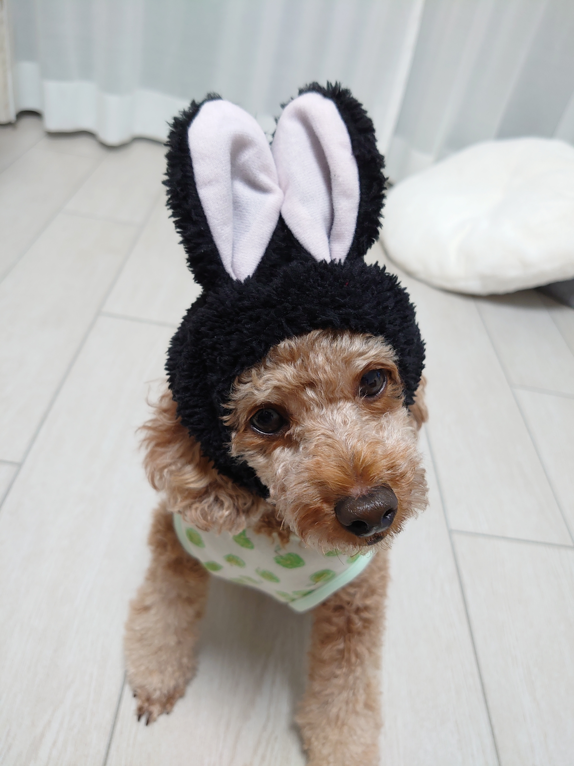 わんこの被り物 元保護犬 マルチーズとトイプードルの記録 わんこの被り物 元保護犬 マルチーズとトイプードルの記録