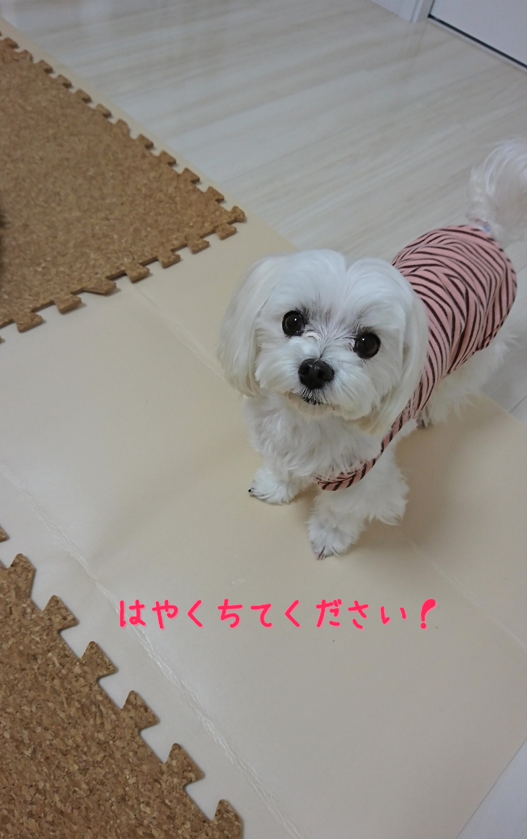 まるちゃんとお片付け 元保護犬 マルチーズとトイプードルの記録