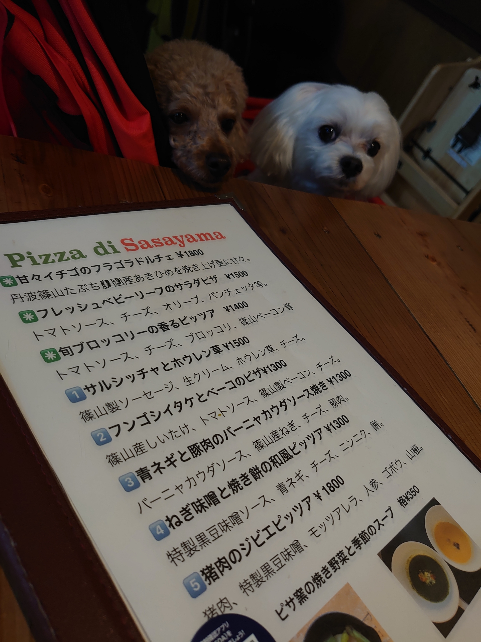 ピザを食べに行きました 元保護犬 マルチーズとトイプードルの記録