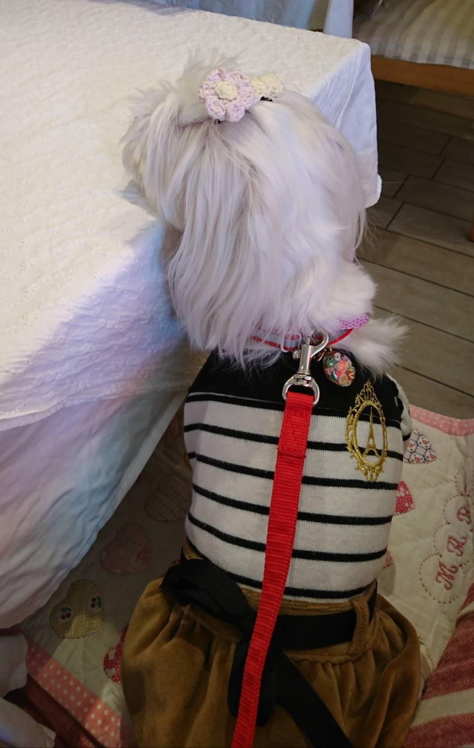 まるちゃん 初のトップノット 元保護犬 マルチーズとトイプードルの記録 まるちゃん 初のトップノット 元保護犬 マルチーズとトイプードルの記録