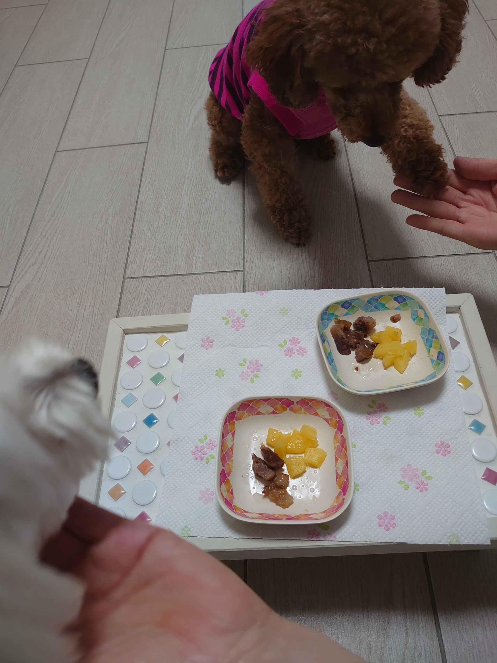 まるちゃんのアレルギー検査結果 元保護犬 マルチーズとトイプードルの記録