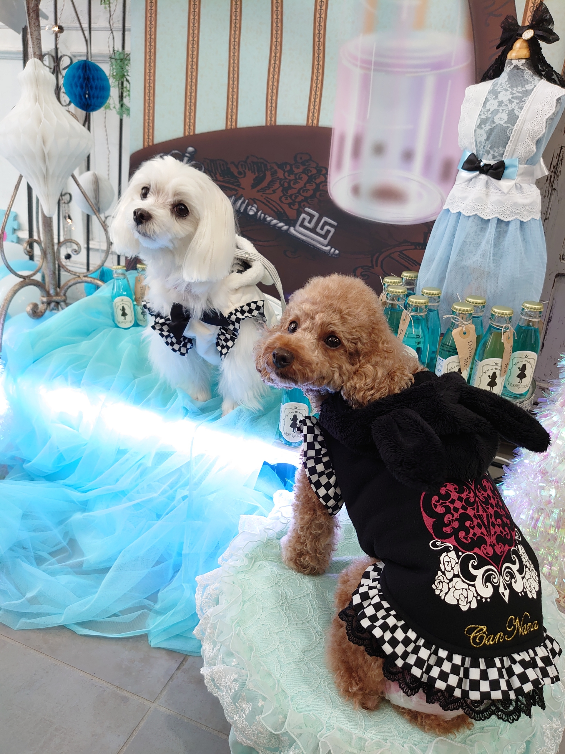 アリス イン ワンダーランド きゃんナナさん 元保護犬 マルチーズとトイプードルの記録