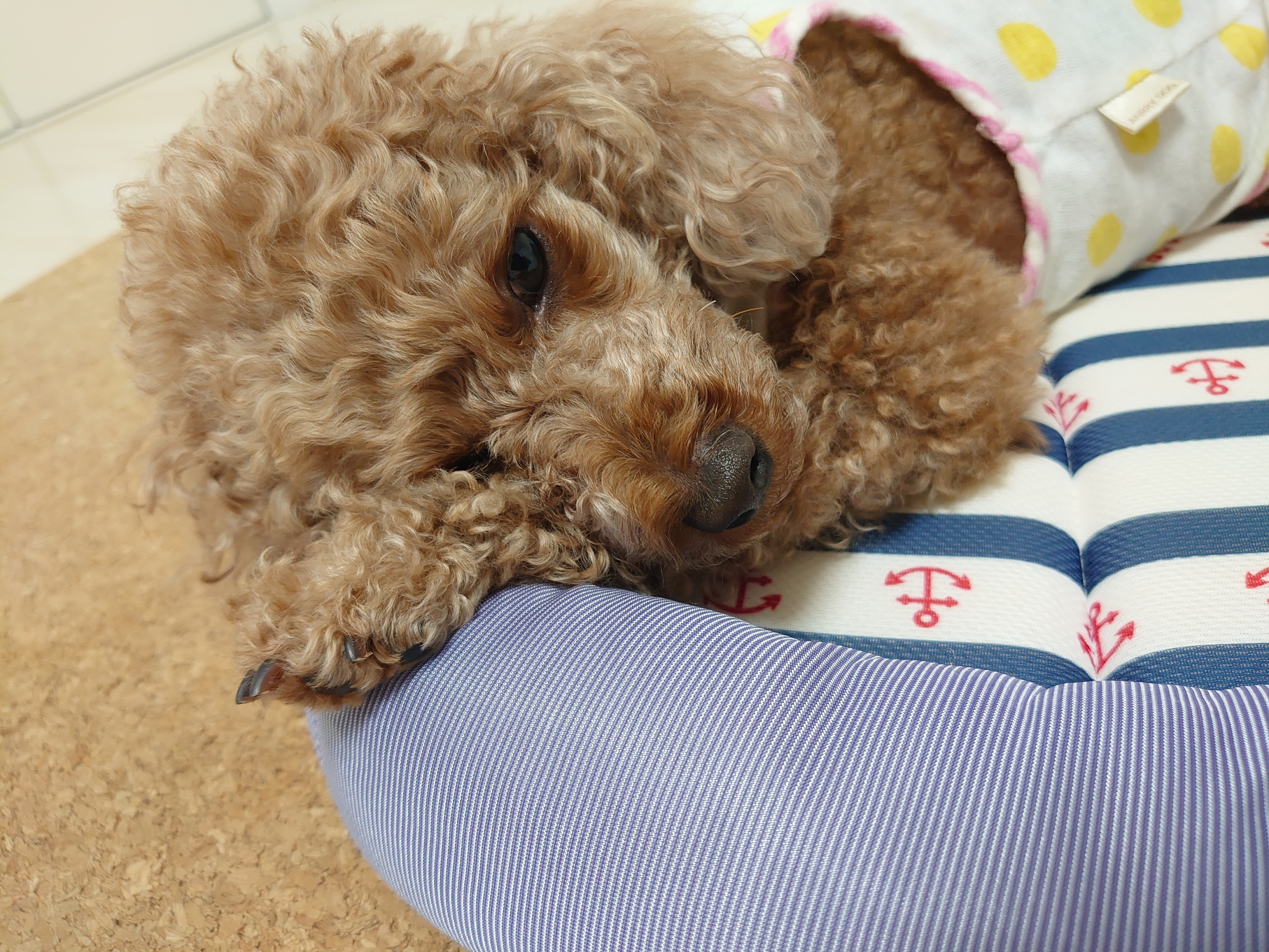 半目で爆睡 Zz 元保護犬 マルチーズとトイプードルの記録