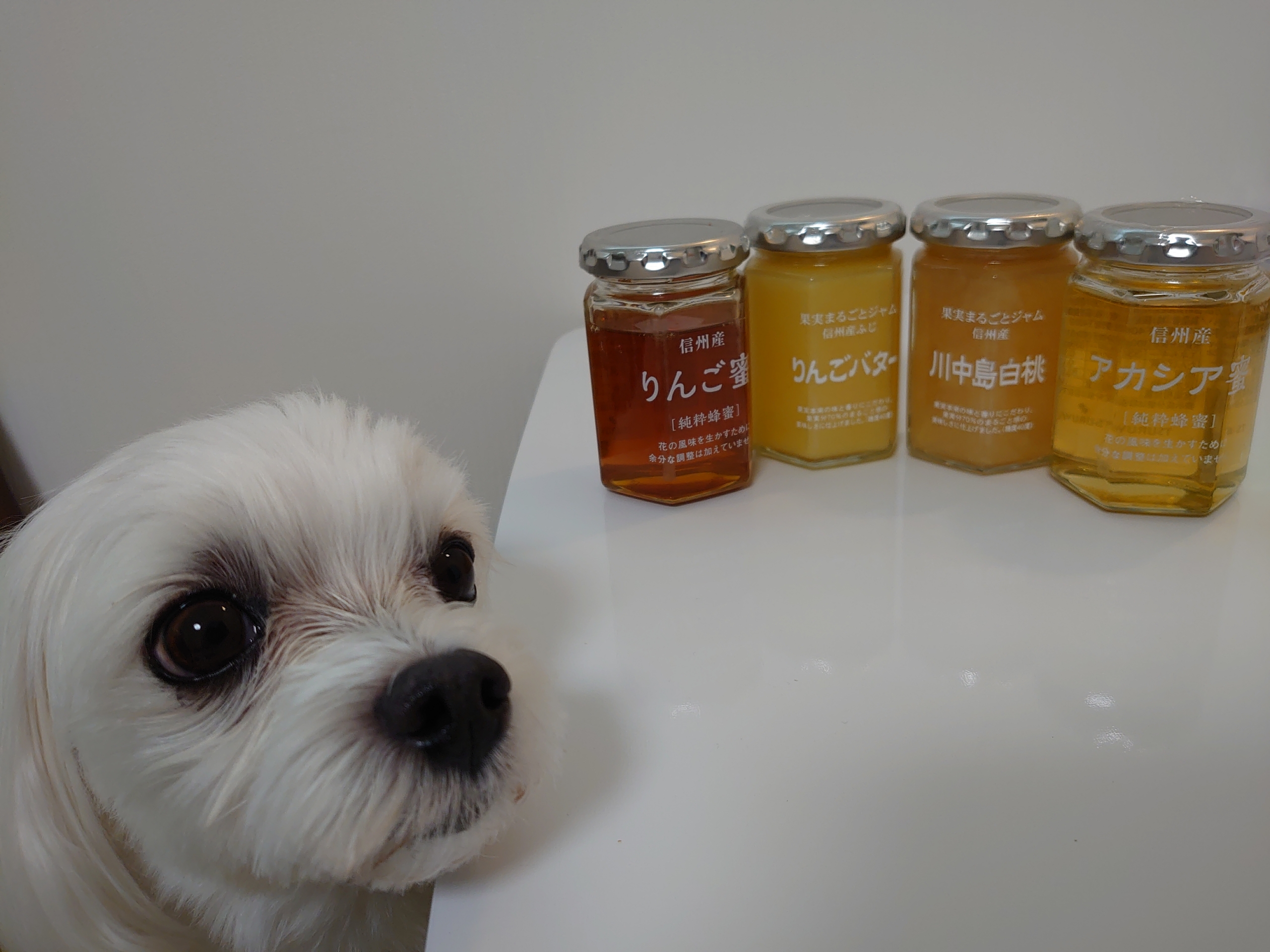 買ったもの 行ったとこ 元保護犬 マルチーズとトイプードルの記録 買ったもの 行ったとこ 元保護犬 マルチーズとトイプードルの記録
