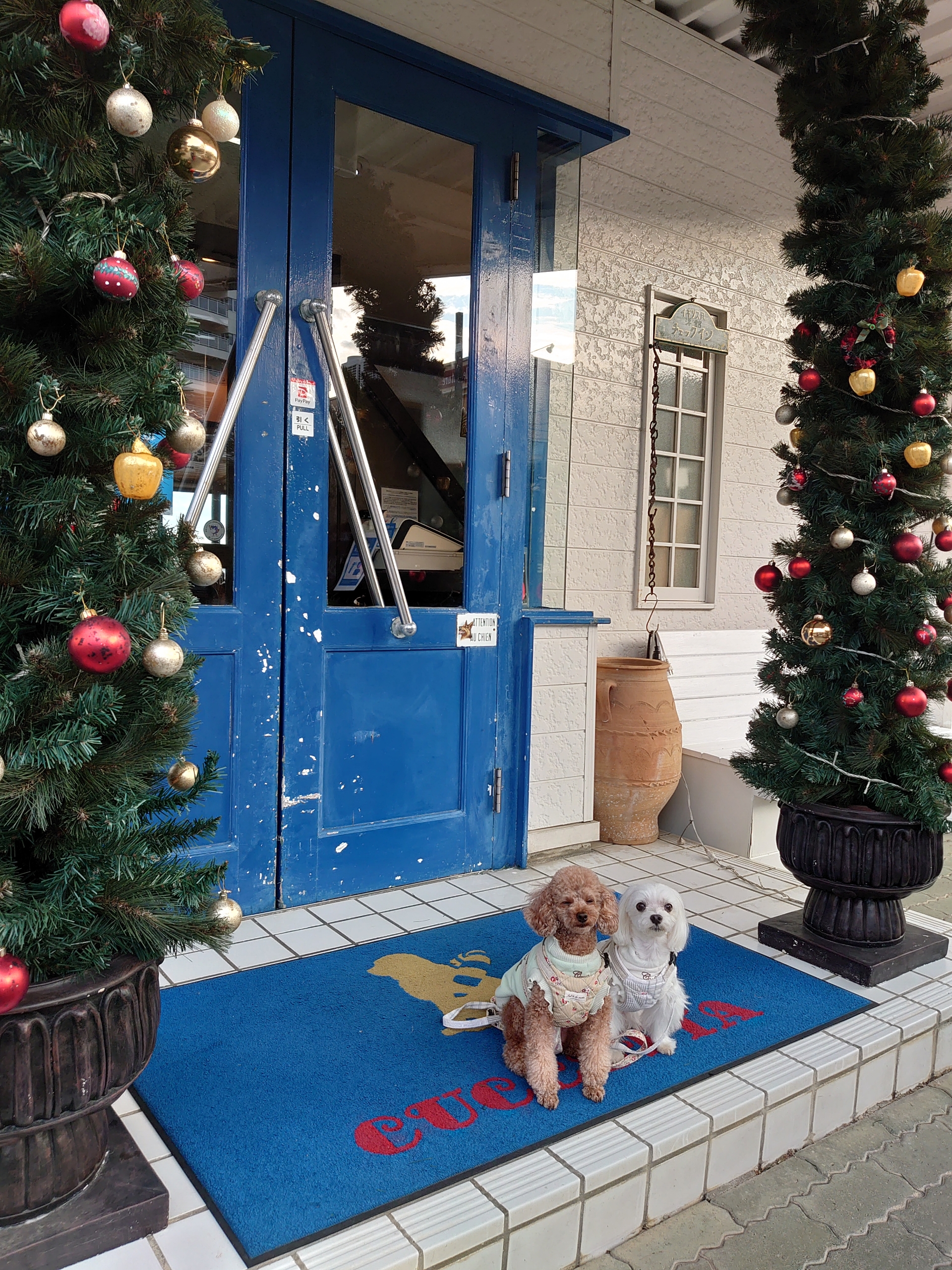 浜松市 クッチェッタさんに泊まりました 元保護犬 マルチーズとトイプードルの記録 浜松市 クッチェッタさんに泊まりました 元保護犬 マルチーズとトイプードルの記録