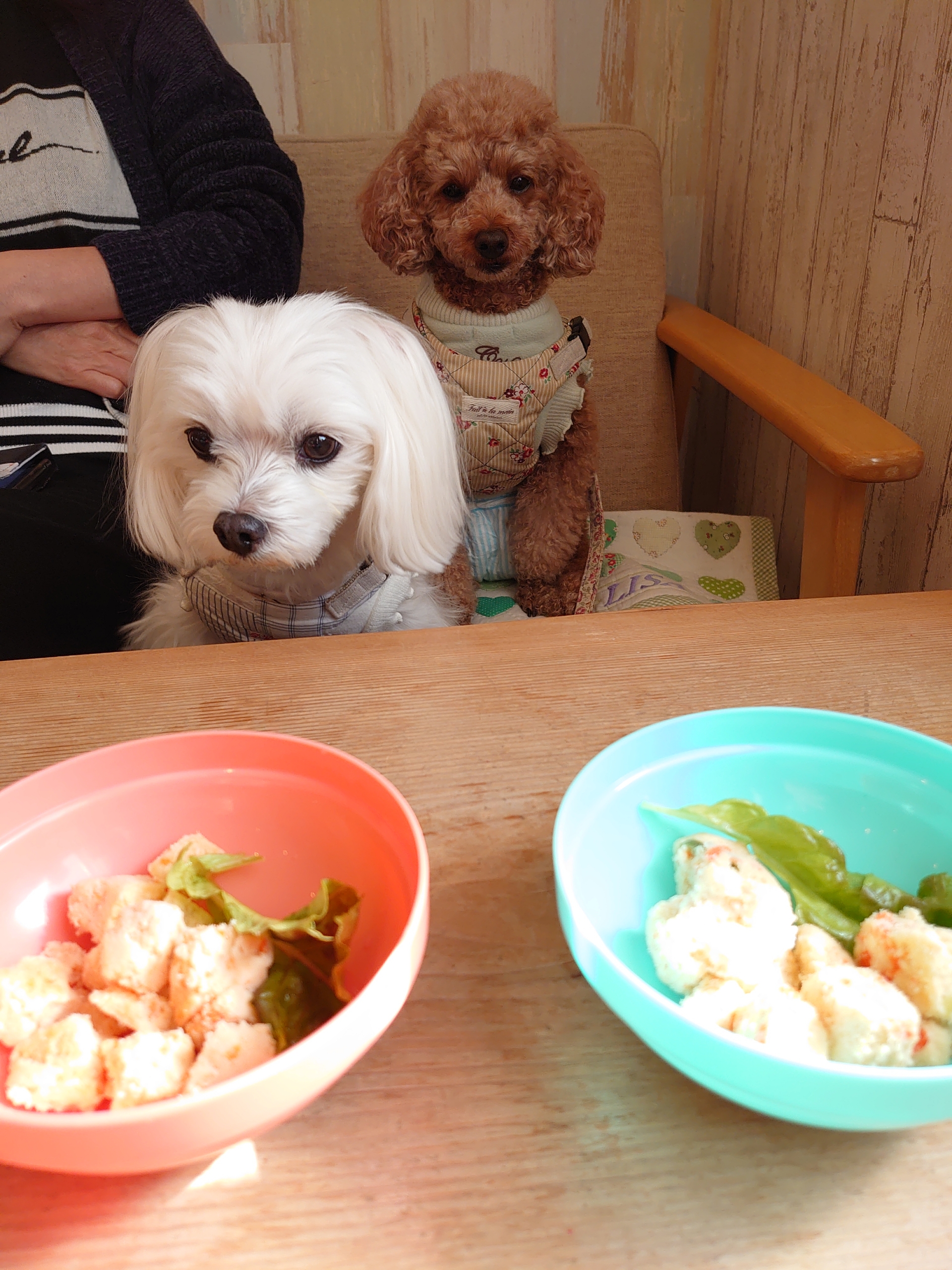 あずきのチカラ 元保護犬 マルチーズとトイプードルの記録 あずきのチカラ 元保護犬 マルチーズとトイプードルの記録