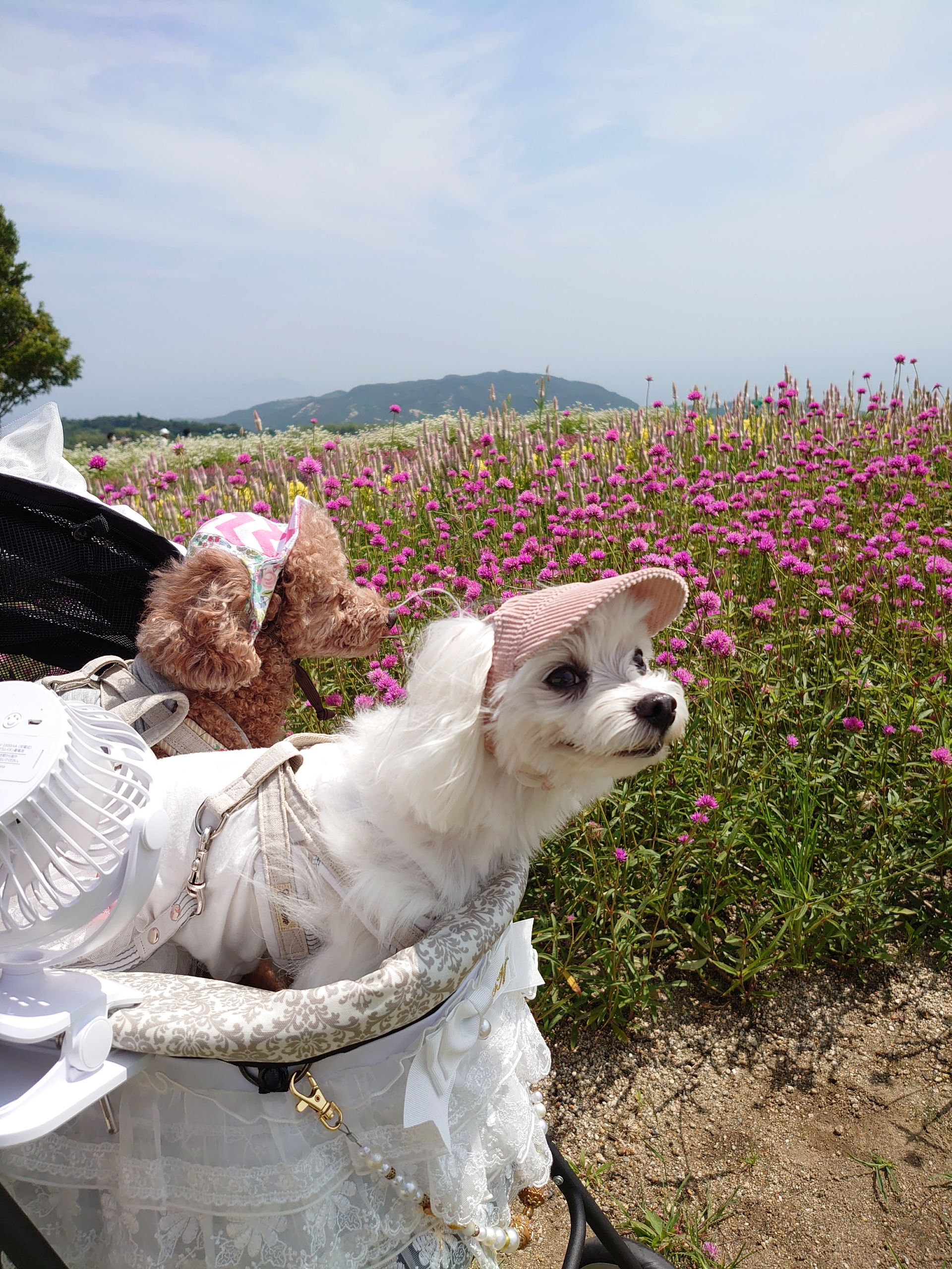 淡路島へ行きました 元保護犬 マルチーズとトイプードルの記録 淡路島へ行きました 元保護犬 マルチーズとトイプードルの記録