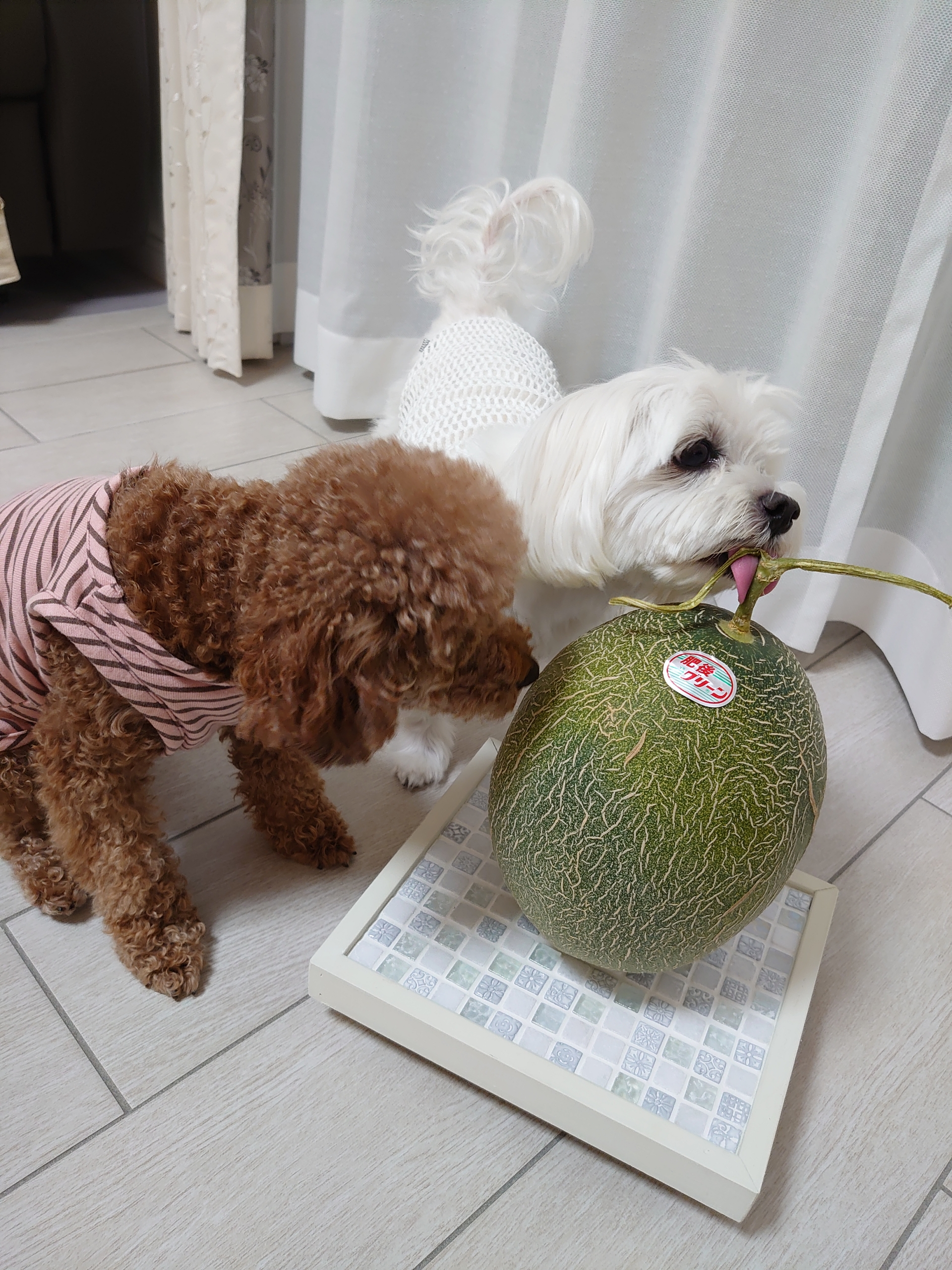 おっきなメロンとリンゴ 元保護犬 マルチーズとトイプードルの記録