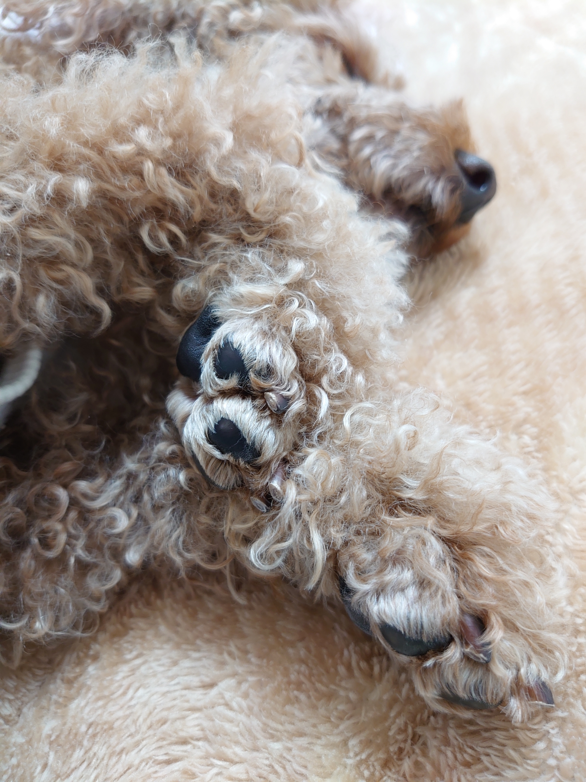 モケモケ肉球 元保護犬 マルチーズとトイプードルの記録