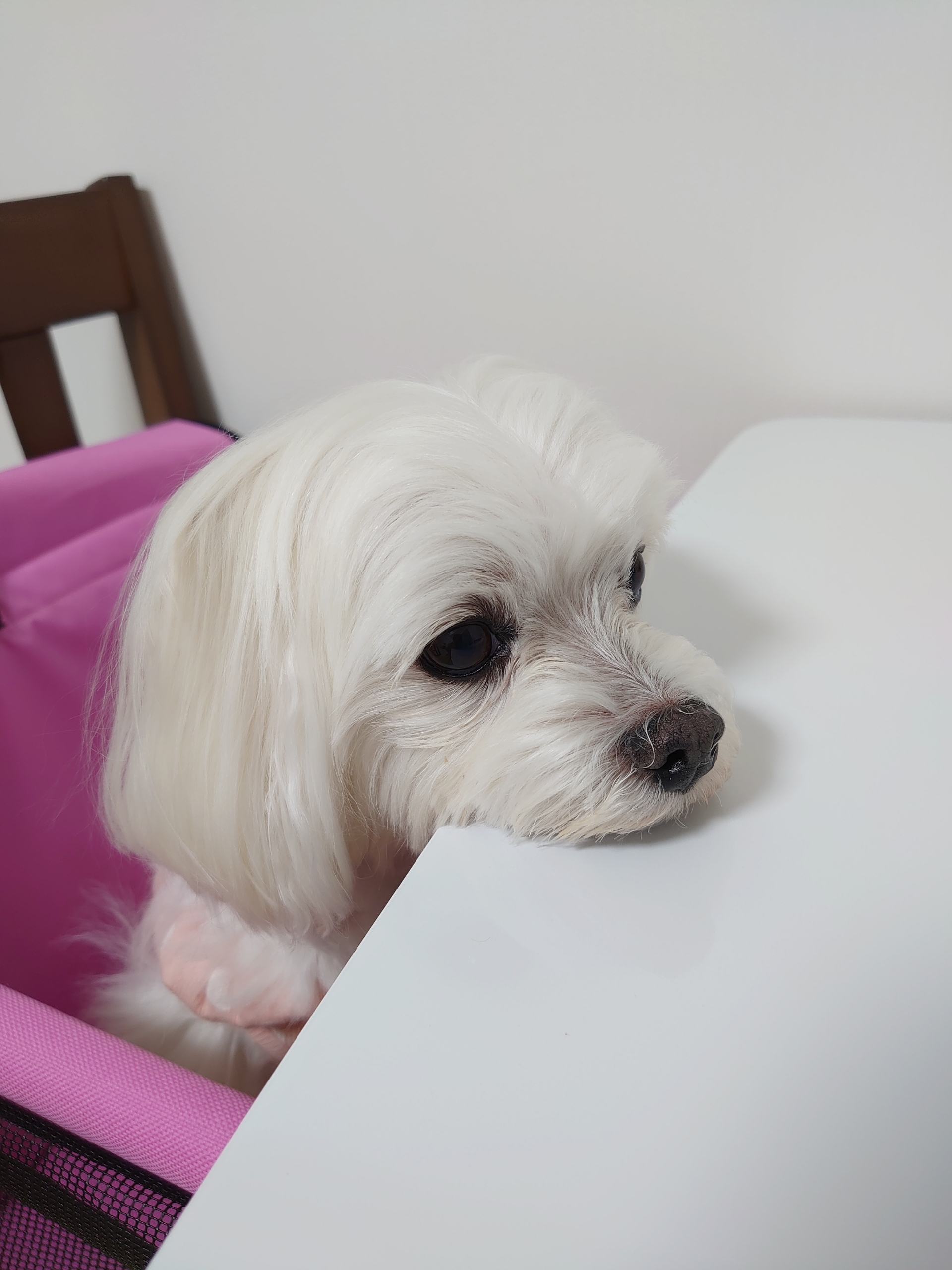 お部屋が暑くなってきた 元保護犬 マルチーズとトイプードルの記録 お部屋が暑くなってきた 元保護犬 マルチーズとトイプードルの記録