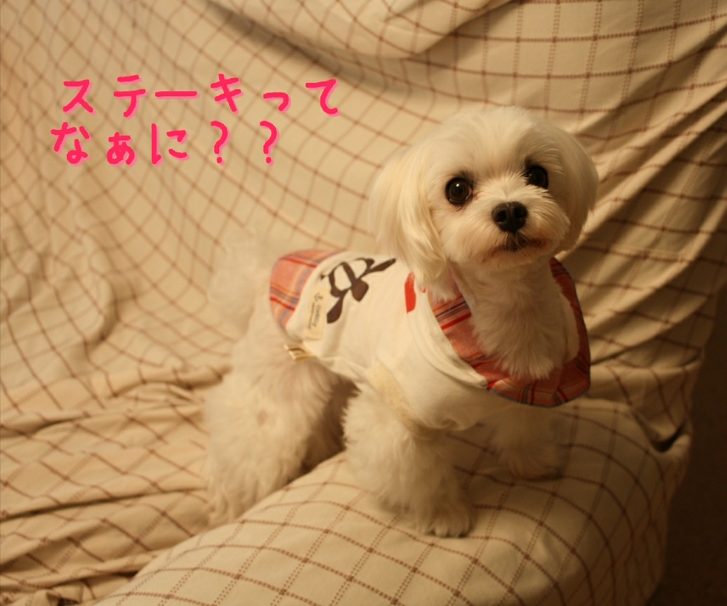 まるちゃん ドッグアロママッサージ体験 その1 元保護犬 マルチーズとトイプードルの記録 まるちゃん ドッグアロママッサージ体験 その1 元保護犬 マルチーズとトイプードルの記録