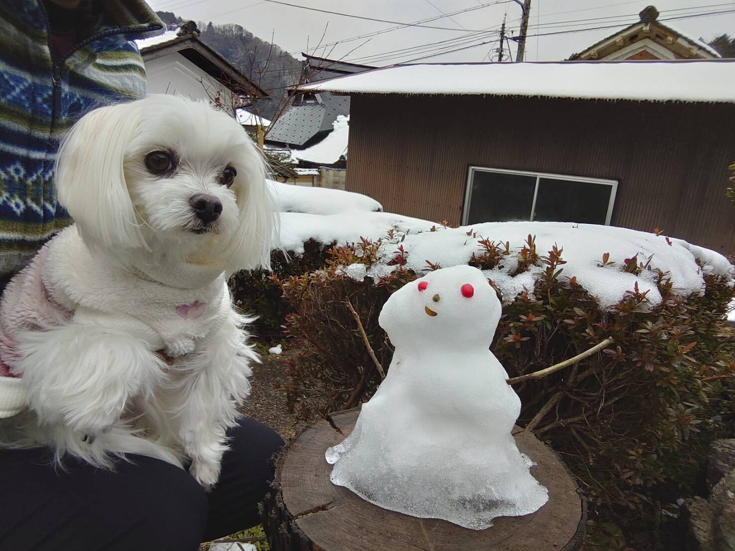 雪のなかのお散歩 元保護犬 マルチーズとトイプードルの記録