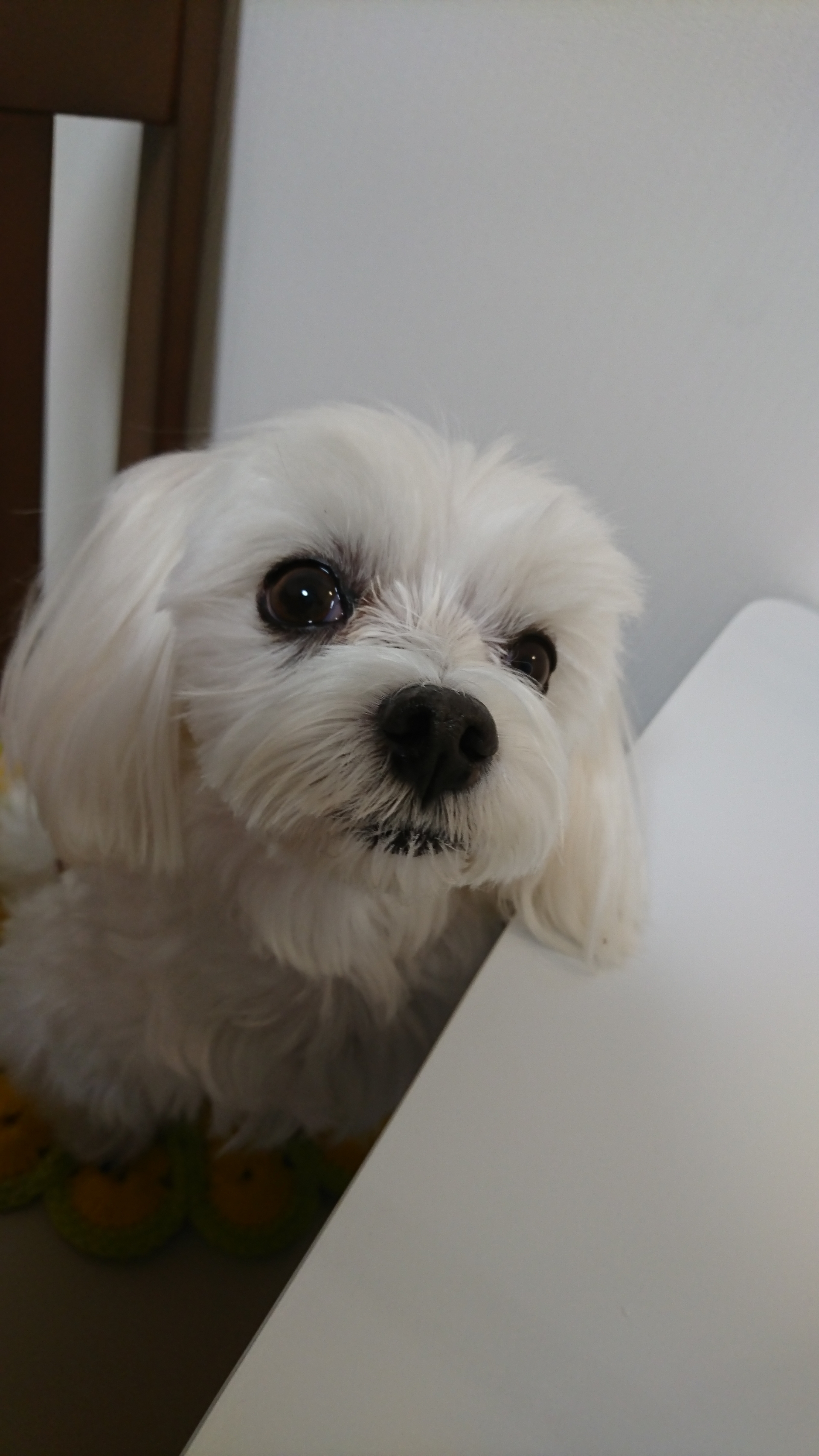 まるちゃんの目の周り 元保護犬 マルチーズとトイプードルの記録 まるちゃんの目の周り 元保護犬 マルチーズとトイプードルの記録