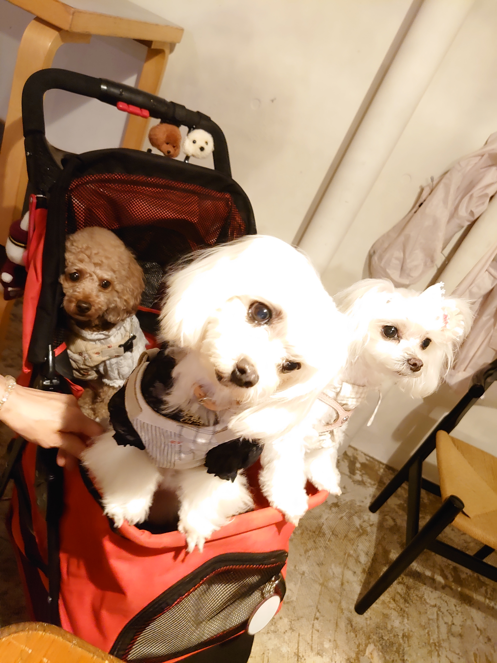 美人さんにお会いしました 元保護犬 マルチーズとトイプードルの記録