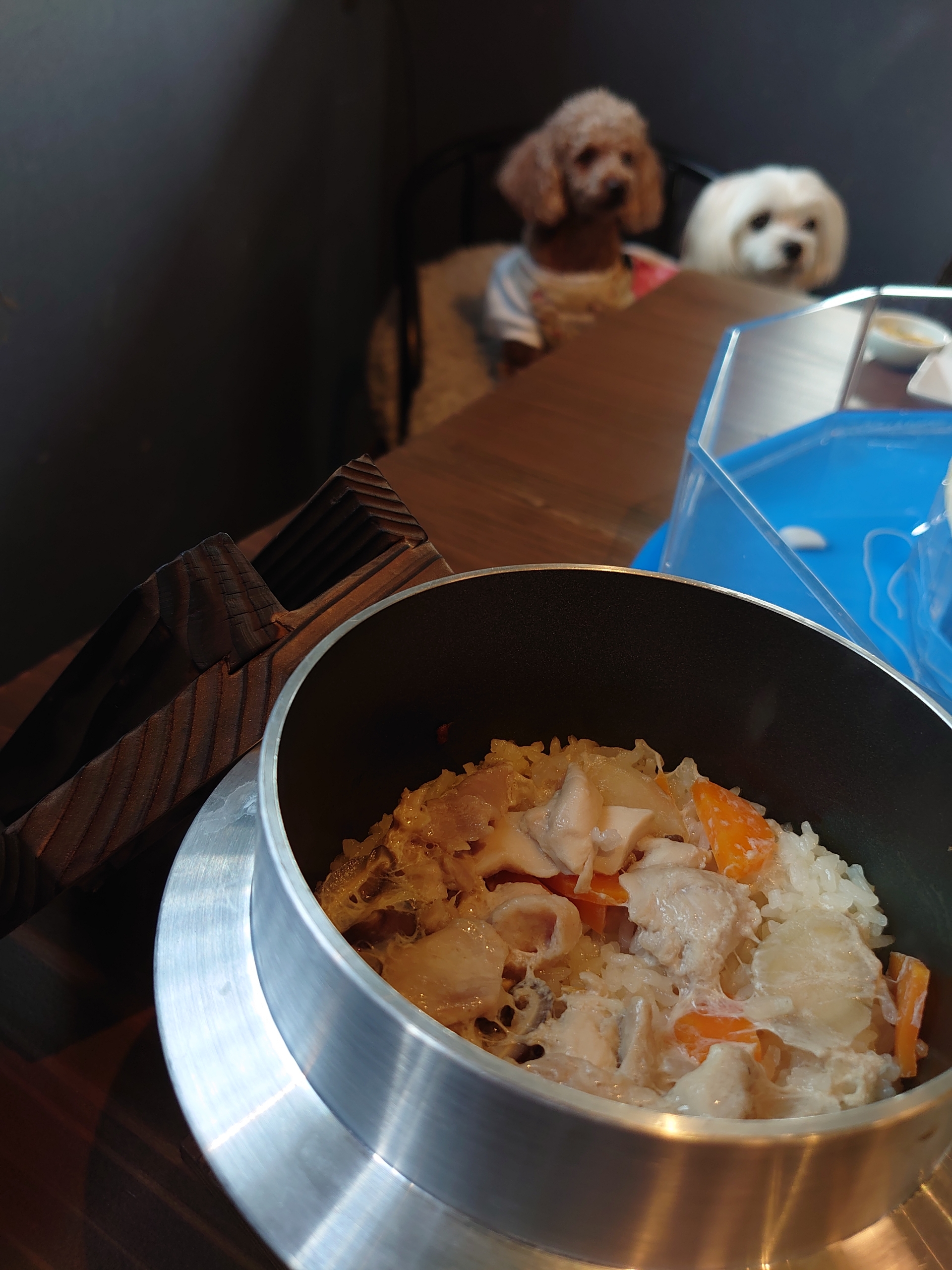 またまた三輪そうめん 元保護犬 マルチーズとトイプードルの記録