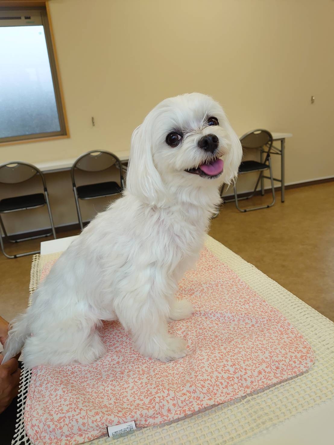 まるりさの整体 元保護犬 マルチーズとトイプードルの記録