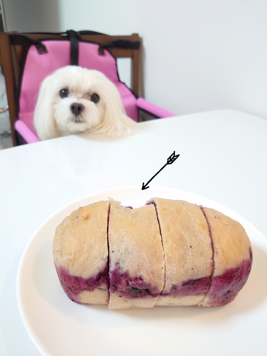 りさちゃんのお鼻 元保護犬 マルチーズとトイプードルの記録