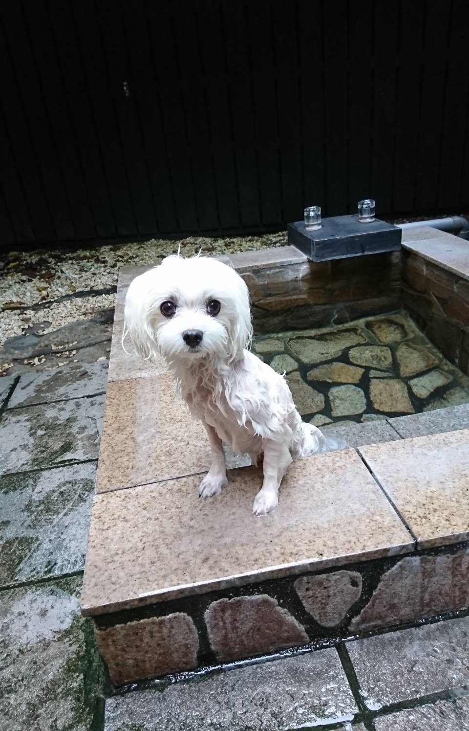 まるちゃんと別府温泉 わんこの宿 ゆるり 元保護犬 マルチーズとトイプードルの記録