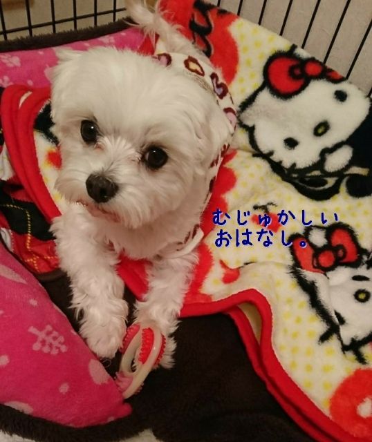 まるちゃんのお食事 ランフリー 元保護犬 マルチーズとトイプードルの記録 まるちゃんのお食事 ランフリー 元保護犬 マルチーズとトイプードルの記録