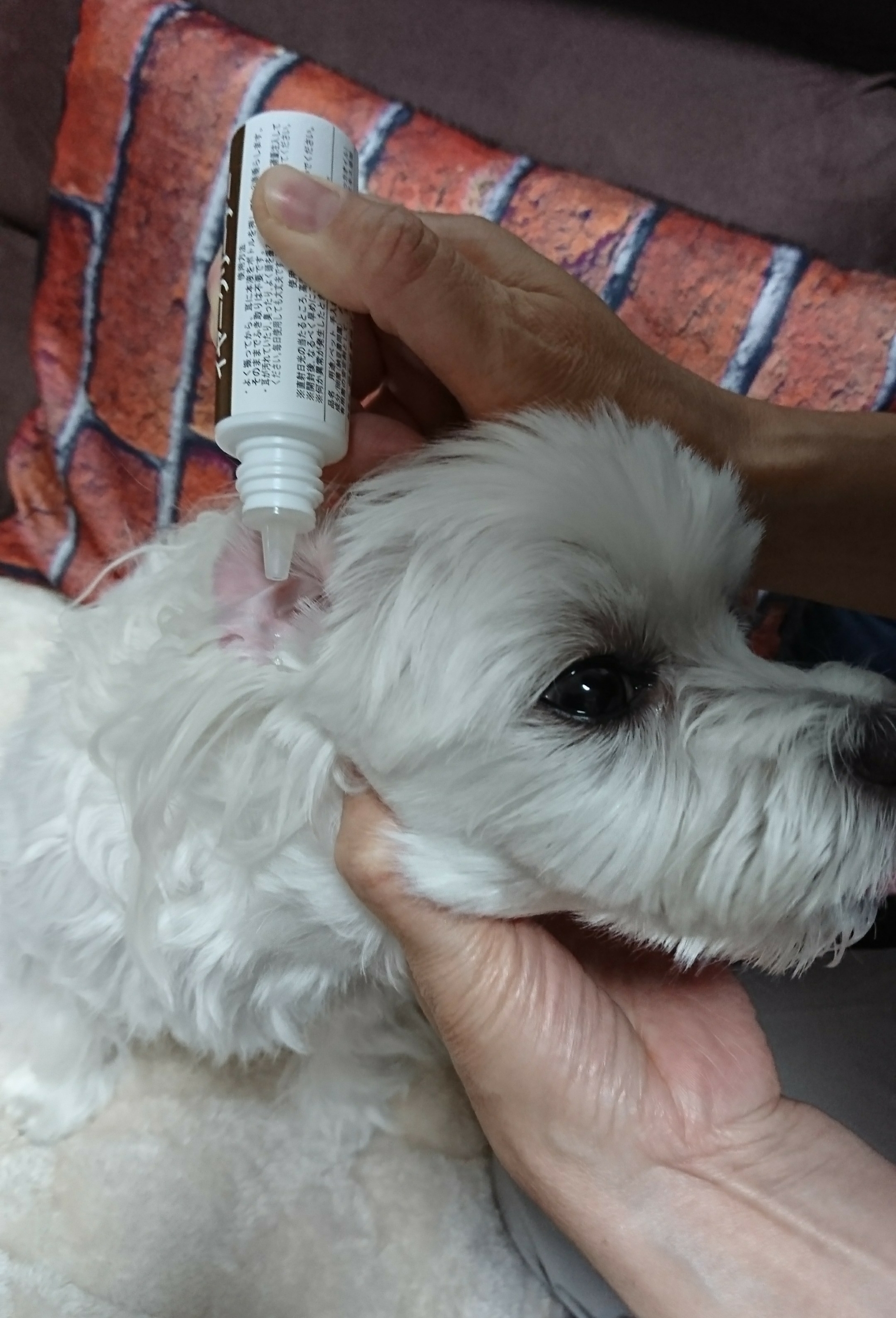 まるちゃんのお耳掃除 元保護犬 マルチーズとトイプードルの記録 まるちゃんのお耳掃除 元保護犬 マルチーズとトイプードルの記録
