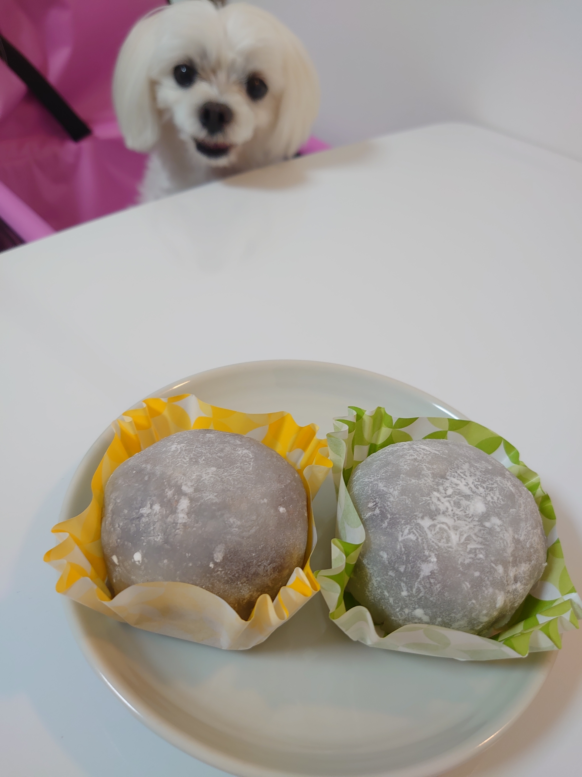 米粉の蜜柑大福 元保護犬 マルチーズとトイプードルの記録