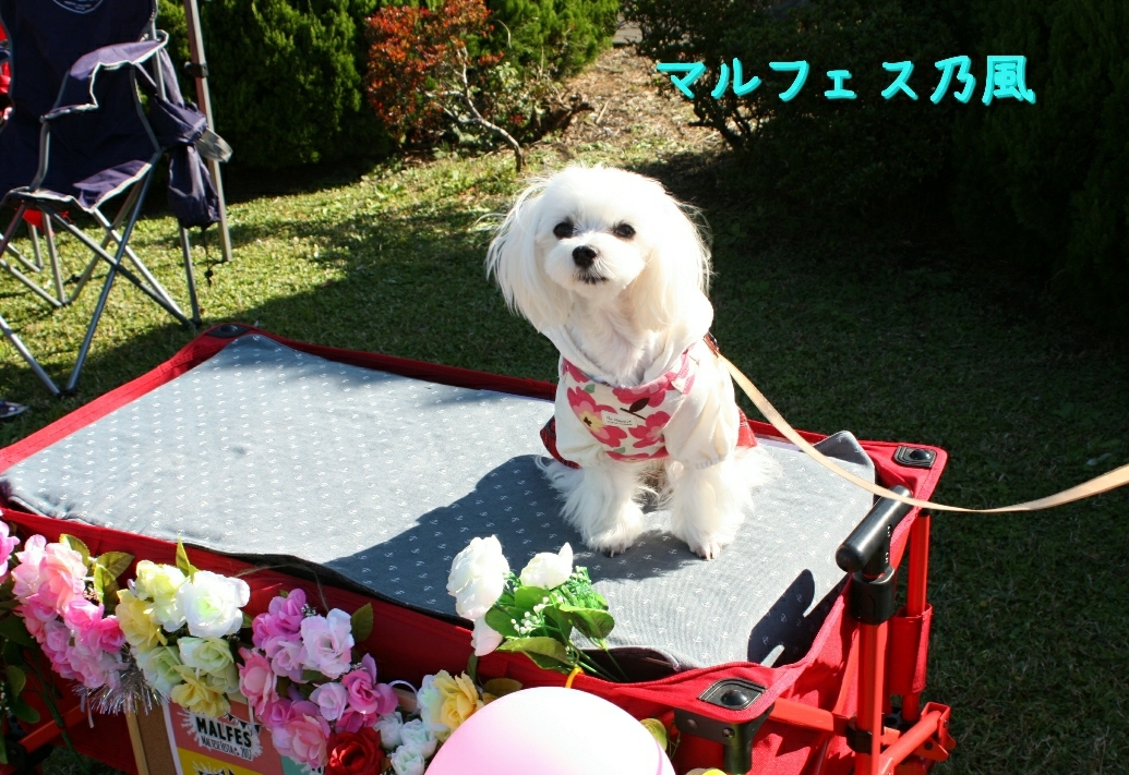 まるちゃんとマルフェス17 イベント編 元保護犬 マルチーズとトイプードルの記録