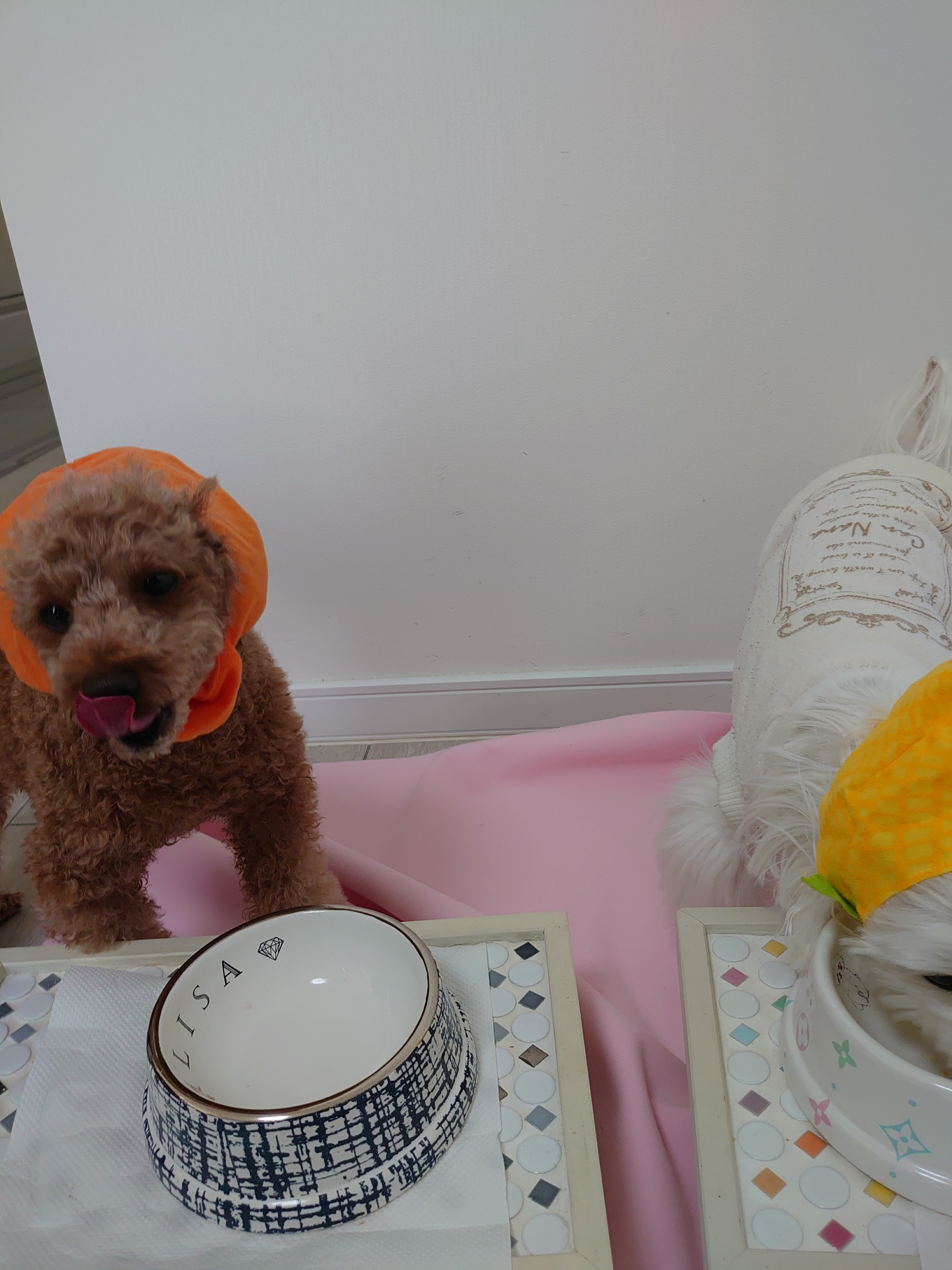 おやつに甘酒 元保護犬 マルチーズとトイプードルの記録 おやつに甘酒 元保護犬 マルチーズとトイプードルの記録