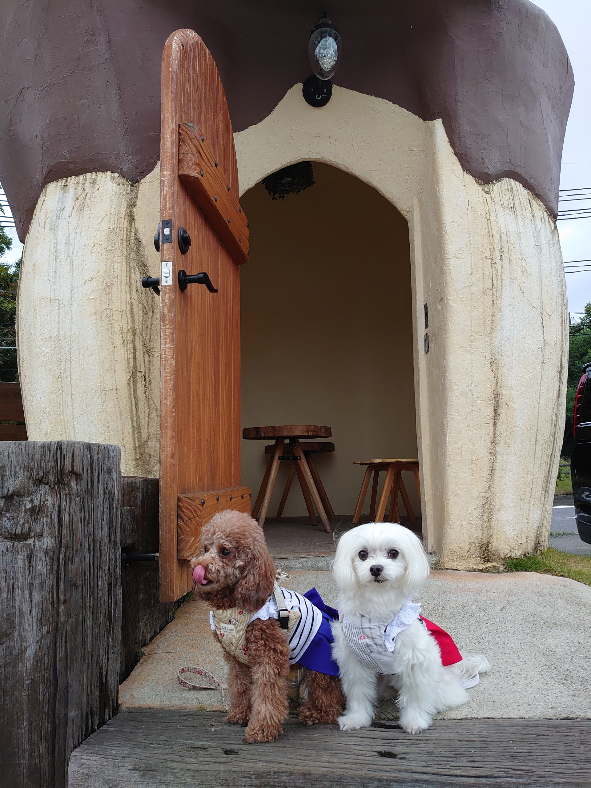 プリンの森に行ってきました 元保護犬 マルチーズとトイプードルの記録 プリンの森に行ってきました 元保護犬 マルチーズとトイプードルの記録