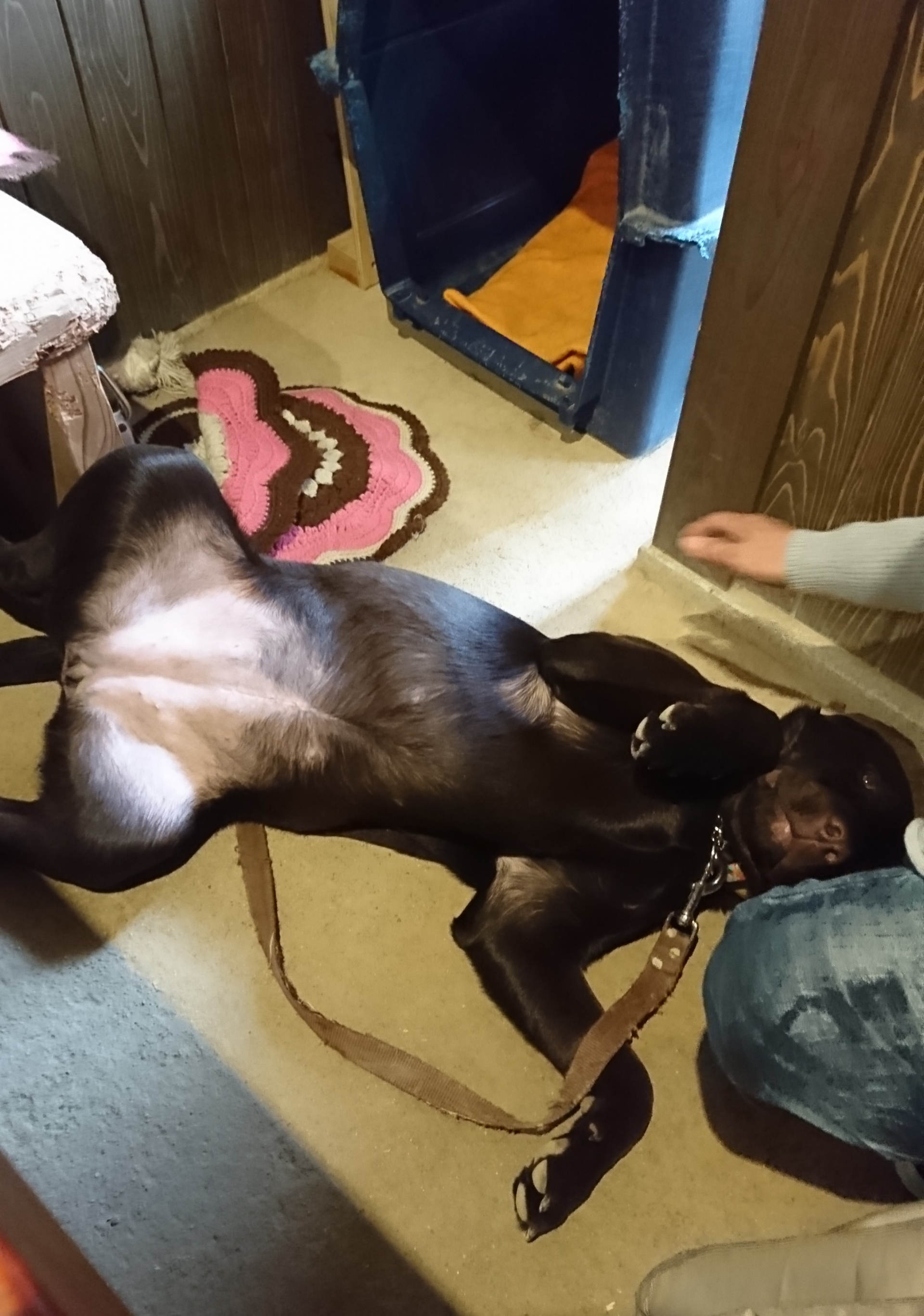 まるちゃんとランチ 兵庫県たつの市 カフェ そら 元保護犬 マルチーズとトイプードルの記録