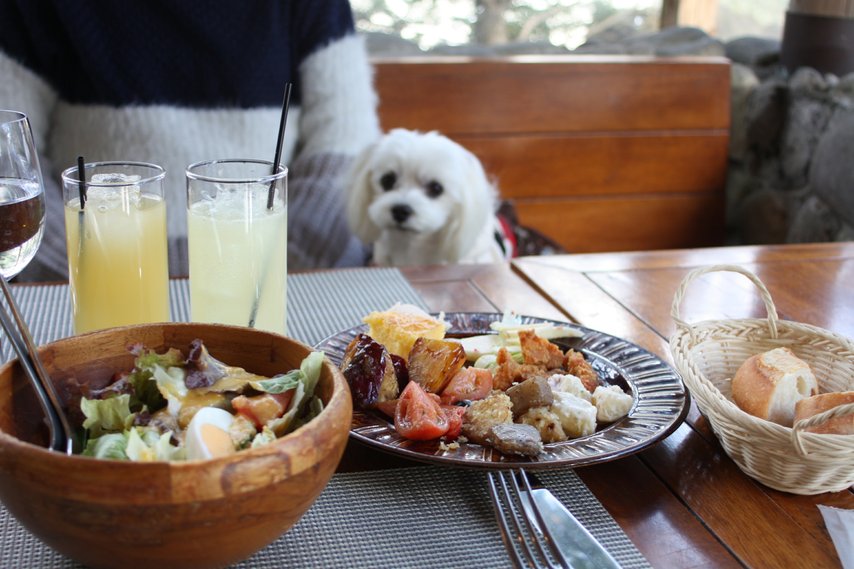 まるちゃんとランチ 軽井沢 ピレネー 元保護犬 マルチーズとトイプードルの記録 まるちゃんとランチ 軽井沢 ピレネー 元保護犬 マルチーズとトイプードルの記録